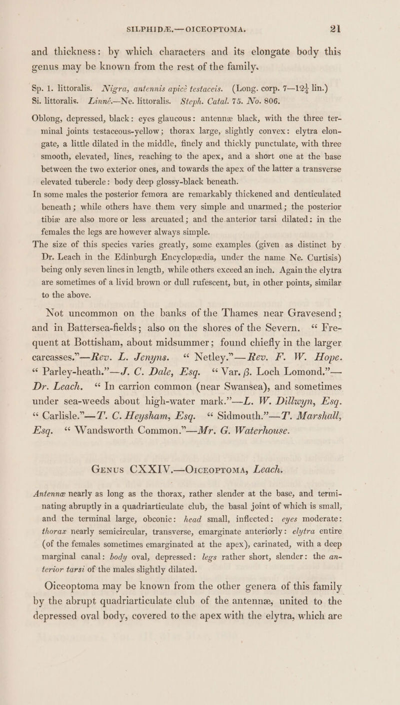 and thickness: by which characters and its elongate body this genus may be known from the rest of the family. Sp. 1. littoralis. Nigra, antennis apicé testaceis. (Long. corp. 7—12} lin.) Si. littoralis. Lnné.—Ne. littoralis. Steph. Catal. 75. No. 806. Oblong, depressed, black: eyes glaucous: antenne black, with the three ter- minal joints testaceous-yellow; thorax large, slightly convex: elytra elon- gate, a little dilated in the middle, finely and thickly punctulate, with three smooth, elevated, lines, reaching to the apex, and a short one at the base between the two exterior ones, and towards the apex of the latter a transverse elevated tubercle: body deep glossy-black beneath. In some males the posterior femora are remarkably thickened and denticulated beneath ; while others have them very simple and unarmed; the posterior tibie are also more or less arcuated; and the.anterior tarsi dilated: in the females the legs are however always simple. The size of this species varies greatly, some examples (given as distinct by. Dr. Leach in the Edinburgh Encyclopedia, under the name Ne. Curtisis) being only seven lines in length, while others exceed an inch. Again the elytra are sometimes of a livid brown or dull rufescent, but, in other points, similar to the above. Not uncommon on the banks of the Thames near Gravesend ; and in Battersea-fields; also on the shores of the Severn. ‘ Fre- quent at Bottisham, about midsummer; found chiefly in the larger carcasses.—Rev. L. Jenyns. “ Netley..— Rev. F. W. Hope. “‘ Parley-heath.”—J. C. Dale, Esq. ‘ Var. 3. Loch Lomond.”— Dr. Leach. * In carrion common (near Swansea), and sometimes under sea-weeds about high-water mark.”—L. W. Dillwyn, Esq. *¢ Carlisle. —T. C. Heysham, Esq. ‘ Sidmouth.”—T7'. Marshall, Esq. ‘* Wandsworth Common.”—Mr. G. Waterhouse. Genus CX XIV.—Or1creoproma, Leach. Antenne nearly as long as the thorax, rather slender at the base, and termi- nating abruptly in a quadriarticulate club, the basal joint of which is small, and the terminal large, obconic: head small, inflected: eyes moderate: thorax nearly semicircular, transverse, emarginate anteriorly: elytra entire (of the females sometimes emarginated at the apex), carinated, with a deep marginal canal: body oval, depressed: legs rather short, slender: the an- terior tarsi of the males slightly dilated. Oiceoptoma may be known from the other genera of this family by the abrupt quadriarticulate club of the antennz, united to the depressed oval body, covered to the apex with the elytra, which are