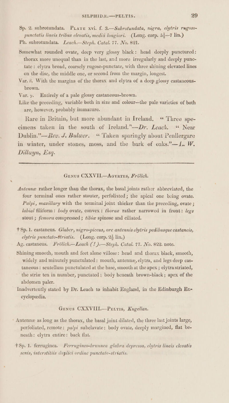 Sp. 2. subrotundata. PLavre xvi. f. 3.—Subrotundata, nigra, elytris rugoso- punctatis lineis tribus elevatis, medida longiori. (Long. corp. 53—7 lin.) Ph. subrotundata. Leach.—Steph. Catal. 77. No. 821. Somewhat rounded ovate, deep very glossy black: head deeply punctured: thorax more unequal than in the last, and more irregularly and deeply punc- tate: elytra broad, coarsely rugose-punctate, with three shining elevated lines on the disc, the middle one, or second from the margin, longest. Var. &amp; With the margins of the thorax and elytra of a deep glossy castaneous- brown. Var. y. Entirely of a pale glossy castaneous-brown. Like the preceding, variable both in size and colour—the pale varieties of both are, however, probably immature. Rare in Britain, but more abundant in Ireland, ‘“ Three spe- cimens taken in the south of Ireland.”—Dr. Leach. Near Dublin.” —fev. J. Bulwer. “ ‘Vaken sparingly about Penllergare in winter, under stones, moss, and the bark of oaks.”—L. W. Dillwyn, Esq. Genus CXXVII.—Acyrtes, Frilich. Antenne rather longer than the thorax, the basal joints rather abbreviated, the four terminal ones rather stouter, perfoliated; the apical one being ovate. Palpi, maxillary with the terminal joint thicker than the preceding, ovate ; labial filiform: body ovate, convex: thorax rather narrowed in front: legs stout ; femora compressed ; tibiae spinose and ciliated. fT Sp. 1. castaneus. Glaber, nigro-piceus, ore antennis elytris pedibusque castanets, » elytris punctato-Striatis. (Long. corp. 24 lin.) Ag. castaneus. Frilich— Leach (! ).—Steph. Catal. 77. No. 822. note. Shining smooth, mouth and feet alone villose: head and thorax black, smooth, widely and minutely punctulated: mouth, antenne, elytra, and legs deep cas- taneous: scutellum punctulated at the base, smooth at the apex ; elytra striated, the strie ten in number, punctated: body beneath brown-black; apex of the abdomen paler. Inadvertently stated by Dr. Leach to inhabit England, in the Edinburgh En- cyclopedia. Genus CXXVIII.—Pe tis, Kugellan. ‘ Antenne as long as the thorax, the basal joint dilated, the three last joints large, perfoliated, remote: palpi subclavate: body ovate, deeply margined, flat be- neath: elytra entire: back flat. TSp. 1. ferruginea. Ferrugineo-brunnea glabra depressa, elytris lineis elevatis sents, interstitiis duplict ordine punctalo-strtatis.
