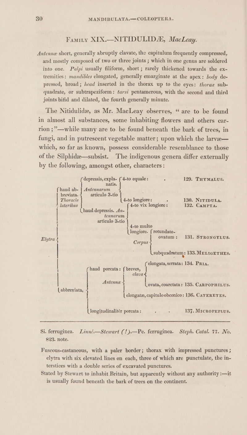 Famity XIX.—NITIDULIDAL, MacLeay. Antenne short, generally abruptly clavate, the capitulum frequently compressed, and mostly composed of two or three joints ; which in one genus are soldered into one. Palpi usually filiform, short ; rarely thickened towards the ex- tremities: mandibles elongated, generally emarginate at the apex: body de- pressed, broad; head inserted in the thorax up to the eyes: thorax sub- quadrate, or subtrapeziform: tarsi pentamerous, with the second and third joints bifid and dilated, the fourth generally minute. The Nitidulide, as Mr. MacLeay observes, “ are to be found in almost all substances, some inhabiting flowers and others car- rion ;”—while many are to be found beneath the bark of trees, in fungi, and in putrescent vegetable matter; upon which the larve— which, so far as known, possess considerable resemblance to those of the Silphidee—subsist. The indigenous genera differ externally by the following, amongst other, characters : ( depressis, expla- (-4-to equale: ° 129. THYMALUS. natis. { haud ab- | Antennarum breviata. articulo 3-tio | Thoracis ( 4-to longiore : : 130. NITIDULA. | dateribus f 4-to vix longiore : 132. CaMPTA. haud depressis. An- tennarum articulo 3-tio | 4-to multo Llongiore. { rotundato- | 1 Eh - ovatum: 13]. STRONGYLUs. J Corpus | Usubquadratum, : 133. MELIGETHES. | ( elongata, serrata: 134. Pria. (haud porcata: {breves, | | | , -clavae | Antenne 4 Lovata, coarctata: 135. CARPOPHILUS. [abbreyiata, 4 | } | elongatze, capitulo obconico: 136. CATERETES. Ulongitudinalitér porcata : . . 137. MIcROPEPLUS. Si. ferruginea. Linné.—Stewart (!).—Pe. ferruginea. Steph. Catal. 77. No. 823. note. Fuscous-castaneous, with a paler border; thorax with impressed punctures ; elytra with six elevated lines on each, three of which are punctulate, the in- terstices with a double series of excavated punctures. Stated by Stewart to inhabit Britain, but apparently without any authority :—it is usually found beneath the bark of trees on the continent.
