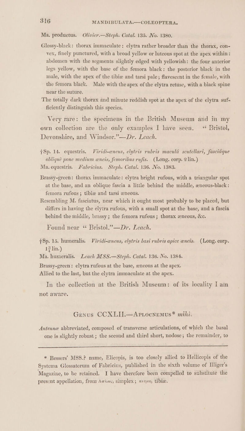Ma. productus. Olivier.—Steph. Catal. 135. No. 1380. Glossy-black: thorax immaculate: elytra rather broader than the thorax, con- vex, finely punctured, with a broad yellow or luteous spot at the apex within : abdomen with the segments slightly edged with yellowish: the four anterior legs yellow, with the base of the femora black: the posterior black in the male, with the apex of the tibie and tarsi pale; flavescent in the female, with the femora black. Male with the apex of the elytra retuse, with a black spine near the suture. The totally dark thorax and minute reddish spot at the apex of the elytra suf- ficiently distinguish this species. Very rare: the specimens in the British Museum and in my own collection are the only examples I have seen. ‘ Bristol, Devonshire, and Windsor.”—Dr. Leach. {Sp. 14. equestris. Viride-eneus, elytris rubris maculé scutellari, fasciadque oblique pone medium eneis, femoribus rufis. (Long. corp. 2 lin.) Ma. equestris. Fabricius. Steph. Catal. 136. No. 1383. Brassy-green: thorax immaculate: elytra bright rufous, with a triangular spot at the base, and an oblique fascia a little behind the middle, eneous-black : femora rufous; tibie and tarsi eneous. Resembling M. fasciatus, near which it ought most probably to be placed, but differs in having the elytra rufous, with a small spot at the base, and a fascia behind the middle, brassy ; the femora rufous; thorax eneous, &amp;c. Found near “ Bristol.’—Dr. Leach. {Sp. 15. humeralis. Viridi-eneus, elytris basi rubris apice enets. (Long. corp. 12 lin.) Ma. humeralis. Leach MSS.—Steph. Catal. 136. No. 1384. Brassy-green: elytra rufous at the base, eneous at the apex. Allied to the last, but the elytra immaculate at the apex. In the collection at the British Museum: of its locality Lam not aware. Genus CCXLII.—Aptocnemus* mihi: Antenne abbreviated, composed of transverse articulations, of which the basal one is slightly robust ; the second and third short, nodose; the remainder, to * Bessers’ MSS.? name, Elicopis, is too closely allied to Hellicopis of the Systema Glossatorum of Fabricius, published in the sixth volume of Illiger’s Magazine, to be retained. I have therefore been compelled to substitute the present appellation, fromr AvAco;, simplex ; x», tibie.