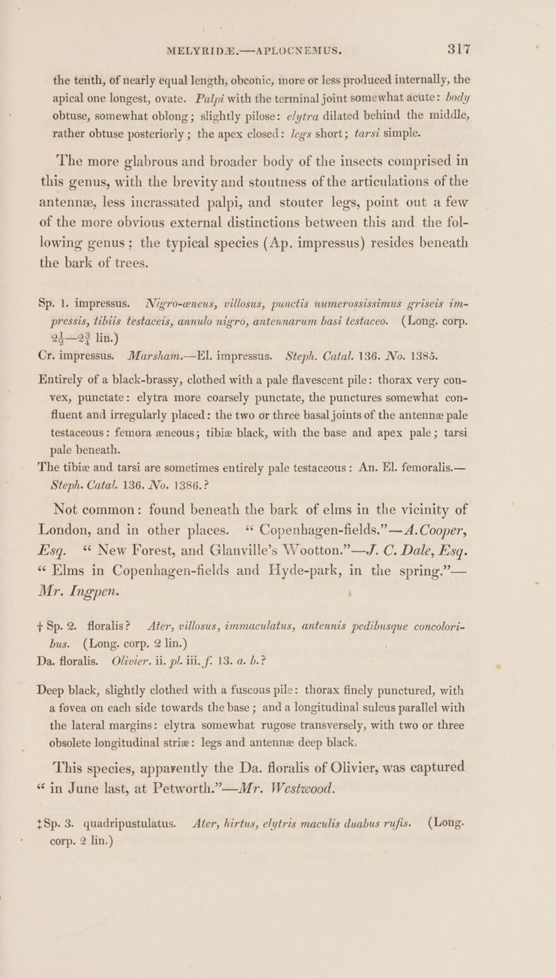 | MELYRIDA.—APLOCNEMUS. S64 the tenth, of nearly equal length, obconic, more or less produced internally, the apical one longest, ovate. Palpi with the terminal joint somewhat acute: body obtuse, somewhat oblong; slightly pilose: e/ytra dilated behind the middle, rather obtuse posteriorly ; the apex closed: legs short; tarsi simple. The more glabrous and broader body of the insects comprised in this genus, with the brevity and stoutness of the articulations of the antennee, less incrassated palpi, and stouter legs, point out a few of the more obvious external distinctions between this and the fol- lowing genus ; the typical species (Ap. impressus) resides beneath the bark of trees. Sp. 1. impressus. Mgro-eneus, villosus, punctis numerossissimus grisets tm-= pressis, tibiis testaceis, annulo nigro, antennarum basi testaceo. (Long. corp. 24—23 lin.) Cr. impressus. Marsham.—El. impressus. Steph. Catal. 136. No. 1385. Entirely of a black-brassy, clothed with a pale flavescent pile: thorax very con- vex, punctate: elytra more coarsely punctate, the punctures somewhat con- fluent and irregularly placed: the two or three basal joints of the antenne pale testaceous: femora eneous; tibie black, with the base and apex pale; tarsi pale beneath. The tibie and tarsi are sometimes entirely pale testaceous: An. El. femoralis.— Steph. Catal. 136. No. 1386.? Not common: found beneath the bark of elms in the vicinity of London, and in other places. ‘* Copenhagen-fields.” —A. Cooper, Esq. “ New Forest, and Glanville’s Wootton.”—J. C. Dale, Esq. ‘¢ Elms in Copenhagen-fields and Hyde-park, in the spring.”— Mr. Ingpen. ; 7 Sp. 2. floralisP After, villosus, immaculatus, antennis pedihbusque concolori- bus. (Long. corp. 2 lin.) Da. floralis. Olivier. ii. pl. iii. f. 13. a. be? Deep black, slightly clothed with a fuscous pile: thorax finely punctured, with a fovea on each side towards the base ; and a longitudinal sulcus parallel with the lateral margins: elytra somewhat rugose transversely, with two or three obsolete longitudinal strie: legs and antenne deep black. This species, apparently the Da. floralis of Olivier, was captured “in June last, at Petworth.”—Mr. Westwood. tSp. 3. quadripustulatus. After, hirtus, elytris maculis duabus rufis. (Long.