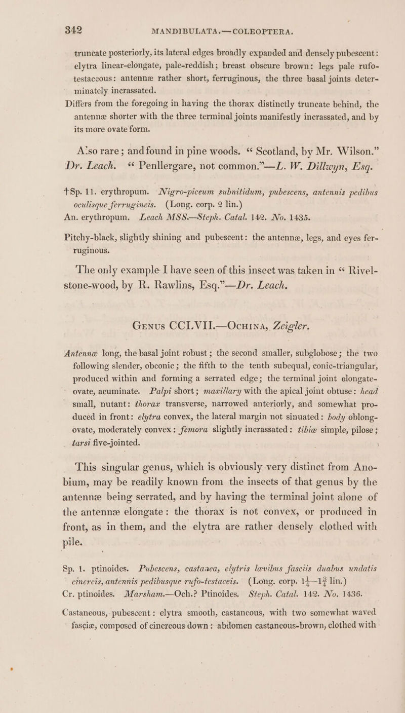 truncate posteriorly, its lateral edges broadly expanded and densely pubescent : elytra linear-elongate, pale-reddish; breast obscure brown: legs pale rufo- testaceous: antenne rather short, ferruginous, the three basal joints deter- minately incrassated. Differs from the foregoing in having the thorax distinctly truncate behind, the antenne shorter with the three terminal joints manifestly incrassated, and by its more ovate form. A‘so rare; and found in pine woods. “ Scotland, by Mr. Wilson.” Dr. Leach. “ Penllergare, not common.”—L. W. Dillwyn, Esq. +Sp. 11. erythropum. Migro-piceum subnitidum, pubescens, antennis pedibus oculisque ferruginers. (Long. corp. 2 lin.) An. erythropum. Leach MSS.—Steph. Catal. 142. No. 1435. Pitchy-black, slightly shining and pubescent: the antenne, legs, and eyes fer- | ruginous. The only example I have seen of this insect was taken in “ Rivel- stone-wood, by R. Rawlins, Esq.”—Dr. Leach. Genus CCLVII.—Ocuina, Zeigler. Antenne long, the basal joint robust ; the second smaller, subglobose; the two following slender, obconic; the fifth to the tenth subequal, conic-triangular, produced within and forming a serrated edge; the terminal joint elongate- ovate, acuminate. Palpi short; mazillary with the apical joint obtuse: head small, nutant: thorax transverse, narrowed anteriorly, and somewhat pro- duced in front: elytra convex, the lateral margin not sinuated: body oblong- ovate, moderately convex: femora slightly incrassated: t¢ib¢e@ simple, pilose ; tars? five-jointed. This singular genus, which is cbviously very distinct from Ano- bium, may be readily known from the insects of that genus by the antenne being serrated, and by having the terminal joint alone of the antennz elongate: the thorax is not convex, or produced in front, as in them, and the elytra are rather densely clothed with pile. Sp. 1. ptinoides. Pubescens, castaaea, elytris levibus fascris duabus undatis cinereis, antennis pedibusque rufo-testaceis. (Long. corp. 14—13 lin.) Cr. ptinoides. Marsham.—Och.? Ptinoides. Steph. Catal. 142. No. 1436. Castaneous, pubescent: elytra smooth, castaneous, with two somewhat waved fascia, composed of cinereous down: abdomen castaneous-brown, clothed with