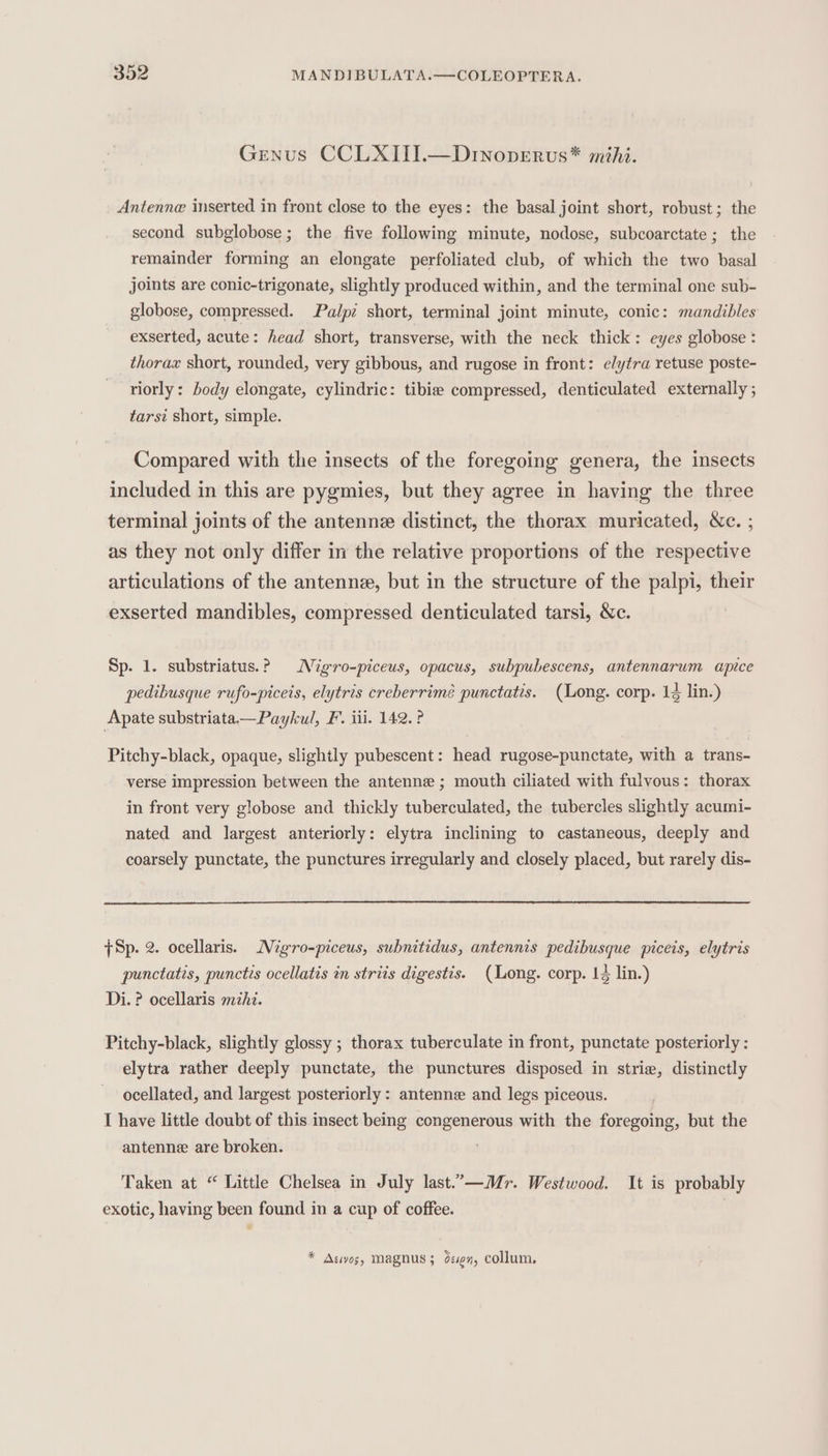 Genus CCLXIII.—DInopvervus*® mihi. Antenne inserted in front close to the eyes: the basal joint short, robust; the second subglobose; the five following minute, nodose, subcoarctate; the remainder forming an elongate perfoliated club, of which the two basal joints are conic-trigonate, slightly produced within, and the terminal one sub- globose, compressed. Palpi short, terminal joint minute, conic: mandibles exserted, acute: head short, transverse, with the neck thick: eyes globose : thorax short, rounded, very gibbous, and rugose in front: elytra retuse poste- riorly: body elongate, cylindric: tibie compressed, denticulated externally ; tarsi short, simple. Compared with the insects of the foregoing genera, the insects included in this are pygmies, but they agree in having the three terminal joints of the antenne distinct, the thorax muricated, Xe. ; as they not only differ in the relative proportions of the respective articulations of the antenne, but in the structure of the palpi, their exserted mandibles, compressed denticulated tarsi, &amp;c. | Sp. 1. substriatus.? Nigro-piceus, opacus, subpubescens, antennarum apice pedibusque rufo-piceis, elytris creberrimé punctatis. (Long. corp. 14 lin.) Apate substriata—Paykul, F. iii. 142. ? Pitchy-black, opaque, slightly pubescent: head rugose-punctate, with a trans- verse impression between the antenne ; mouth ciliated with fulvous: thorax in front very globose and thickly tuberculated, the tubercles slightly acumi- nated and largest anteriorly: elytra inclining to castaneous, deeply and coarsely punctate, the punctures irregularly and closely placed, but rarely dis- +Sp. 2. ocellaris. Nigro-piceus, subnitidus, antennis pedibusque piceis, elytris punctatis, punctis ocellatis in striis digestis. (Long. corp. 14 lin.) Di. ? ocellaris mihi. Pitchy-black, slightly glossy ; thorax tuberculate in front, punctate posteriorly : elytra rather deeply punctate, the punctures disposed in strie, distinctly ocellated, and largest posteriorly : antenne and legs piceous. I have little doubt of this insect being eauearha with the foregoing, but the antenne are broken. Taken at “ Little Chelsea in July last.’-—Mr. Westwood. It is probably exotic, having been found in a cup of coffee. | * Asivos, Magnus ; deen, Collum.