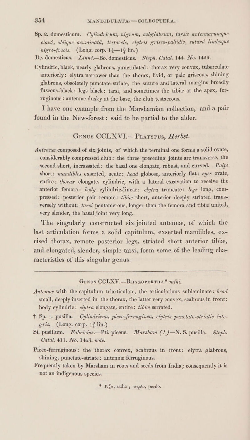 Sp. 2. domesticum. Cylindricum, nigrum, subglabrum, tarsis antennarumque clavi, oblique acuminata, testaceis, elytris griseo-pallidis, suturd limboque nigro-fuscis. (Long. corp. 14—13 lin.) De. domesticus. Linné.—Bo. domesticus. Steph. Catal. 144, No. 1455. Cylindric, black, nearly glabrous, punctulated : thorax very convex, tuberculate anteriorly: elytra narrower than the thorax, livid, or pale griseous, shining glabrous, obsoletely punctate-striate, the suture and lateral margins broadly fuscous-black: legs black: tarsi, and sometimes the tibie at the apex, fer- ruginous : antenne dusky at the base, the club testaceous. I have one example from the Marshamian collection, and a pair found in the New-forest: said to be partial to the alder. Genus CCLXVI.—Puaryrus, Herbst. Antenne composed of six joints, of which the terminal one forms a solid ovate, considerably compressed club: the three preceding joints are transverse, the second short, incrassated: the basal one elongate, robust, and curved. Palpz short: mandibles exserted, acute: head globose, anteriorly flat: eyes ovate, entire: thorax elongate, cylindric, with a lateral excavation to receive the anterior femora: body cylindric-linear: elytra truncate: legs long, com- pressed: posterior pair remote: tibiw short, anterior deeply striated trans- versely without: tarsi pentamerous, longer than the femora and tibie united, very slender, the basal joint very long. The singularly constructed six-jointed antenne, of which the last articulation forms a solid capitulum, exserted mandibles, ex- cised thorax, remote posterior legs, striated short anterior tibie, and elongated, slender, simple tarsi, form some of the leading cha- racteristics of this singular genus. Genus CCLXV.—RuyzorerRtTHA* mihi. Antenne with the capitulum triarticulate, the articulations sublaminate: head small, deeply inserted in the thorax, the latter very convex, scabrous in front: body cylindric: elytra elongate, entire: tibiw serrated. T Sp. 1. pusilla. Cylindricua, piceo-ferruginea, elytris punctato-striatis inte- gris. (Long. corp. 13 lin.) . Si. pusillum. Fabricius.—Pti. piceus. Marsham (!)—N.S. pusilla. Steph. Catal. 411. No. 1453. note. Piceo-ferruginous: the thorax convex, scabrous in front: elytra glabrous, shining, punctate-striate: antenne ferruginous. Frequently taken by Marsham in roots and seeds from India; consequently it is not an indigenous species. * Pila, radix; segdw, perdo.