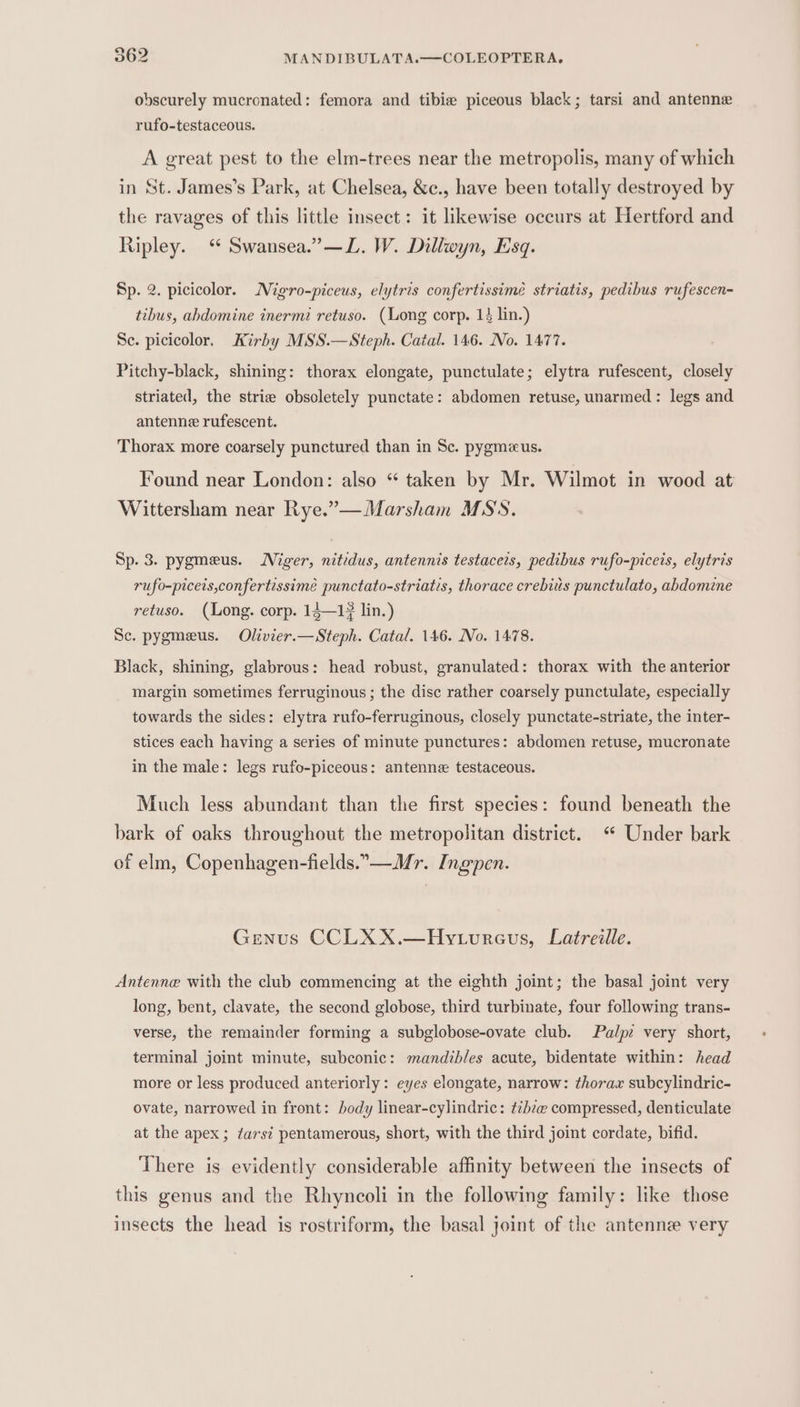 obscurely mucronated: femora and tibie piceous black; tarsi and antenne rufo-testaceous. A great pest to the elm-trees near the metropolis, many of which in St. James’s Park, at Chelsea, &amp;c., have been totally destroyed by the ravages of this little insect: it likewise occurs at Hertford and Ripley.“ Swansea.”—L. W. Dillwyn, Esq. Sp. 2. picicolor. Nigro-piceus, elytris confertissime striatis, pedibus rufescen- tibus, abdomine inermi retuso. (Long corp. 14 lin.) Se. picicolor. Kirby MS'S.—Steph. Catal. 146. No. 1477. Pitchy-black, shining: thorax elongate, punctulate; elytra rufescent, closely striated, the strie obsoletely punctate: abdomen retuse, unarmed: legs and antenne rufescent. Thorax more coarsely punctured than in Sc. pygmeus. Found near London: also “ taken by Mr. Wilmot in wood at Wittersham near Rye.”—Marsham MSS. Sp. 3. pygmeus. Miger, nitidus, antennis testacers, pedibus rufo-piceis, elytris rufo-piceis,confertissimé punctato-striatis, thorace crebits punctulato, abdomene retuso. (Long. corp. 14—13 lin.) Se. pygmeus. Olivier.—Steph. Catal. 146. No. 1478. Black, shining, glabrous: head robust, granulated: thorax with the anterior margin sometimes ferruginous ; the disc rather coarsely punctulate, especially towards the sides: elytra rufo-ferruginous, closely punctate-striate, the inter- stices each having a series of minute punctures: abdomen retuse, mucronate in the male: legs rufo-piceous: antenne testaceous. Much less abundant than the first species: found beneath the bark of oaks throughout the metropolitan district. “ Under bark of elm, Copenhagen-fields.°—Mr. Ingpen. Genus CCLXX.—Hytureus, Latreille. Antenne with the club commencing at the eighth joint; the basal joint very long, bent, clavate, the second globose, third turbinate, four following trans- verse, the remainder forming a subglobose-ovate club. Palpe very short, terminal joint minute, subconic: mandibles acute, bidentate within: head more or less produced anteriorly: eyes elongate, narrow: thorax subcylindric- ovate, narrowed in front: body linear-cylindric: tihz@ compressed, denticulate at the apex ; favs? pentamerous, short, with the third joint cordate, bifid. ‘There is evidently considerable affinity between the insects of this genus and the Rhyncoli in the following family: like those insects the head is rostriform, the basal joint of the antenne very
