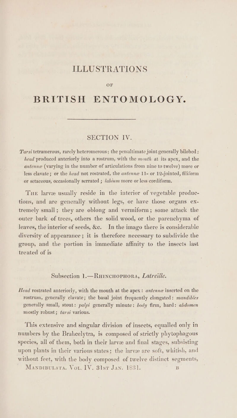 OF BRITISH ENTOMOLOGY. SECTION IV. Tarsi tetramerous, rarely heteromerous; the penultimate joint generally bilobed : head produced anteriorly into a rostrum, with the mouth at its apex, and the antenne (varying in the number of articulations from nine to twelve) more or less clavate; or the head not rostrated, the antenne 11- or 12-jointed, filiform or setaceous, occasionally serrated ; Jahbzwm more or less cordiform. Tue larve usually reside in the interior of vegetable produc- tions, and are generally without legs, or have those organs ex- tremely small; they are oblong and vermiform; some attack the outer bark of trees, others the solid wood, or the parenchyma of leaves, the interior of seeds, &amp;c. In the imago there is considerable diversity of appearance ; it is therefore necessary to subdivide the group, and the portion in immediate affinity to the insects last treated of is Subsection 1.—Ruincuopuora, Latreille. Head rostrated anteriorly, with the mouth at the apex: antenna inserted on the rostrum, generally clavate; the basal joint frequently elongated: mandibles generally small, stout: palpi generally minute: body firm, hard: abdomen mostly robust; tars? various. This extensive and singular division of insects, equalled only in numbers by the Brahcelytra, is composed of strictly phytophagous species, all of them, both in their larve and final stages, subsisting upon plants in their various states; the larvee are soft, whitish, and without feet, with the body composed of twelve distinct segments, Mawopizurata. Vou. IV. 3lsr Jan. 1831. B