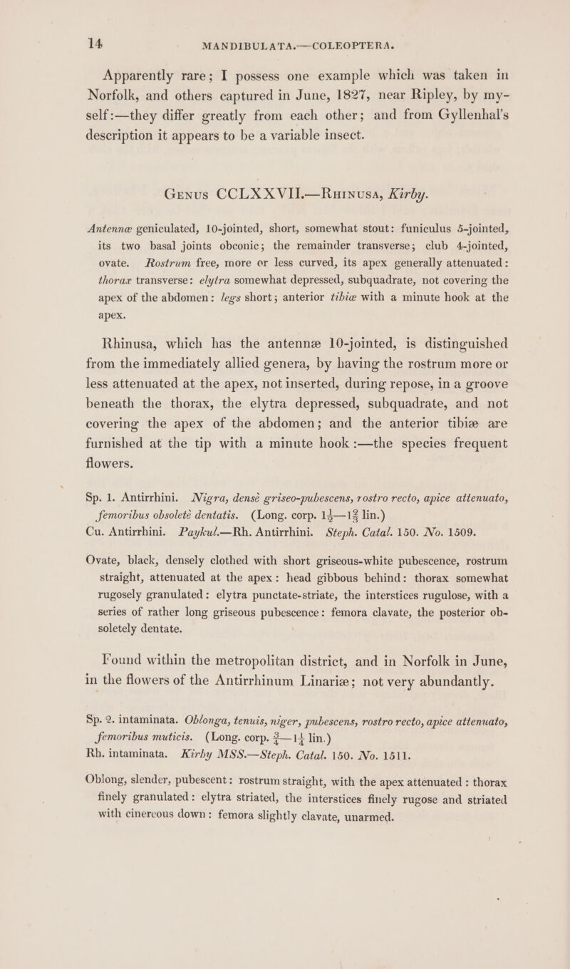 Apparently rare; I possess one example which was taken in Norfolk, and others captured in June, 1827, near Ripley, by my- self:—they differ greatly from each other; and from Gyllenhal’s description it appears to be a variable insect. Genus CCLXXVII.—Rauinusa, Kirby. Antenne geniculated, 10-jointed, short, somewhat stout: funiculus 5-jointed, its two basal joints obconic; the remainder transverse; club 4-jointed, ovate. Rostrum free, more or less curved, its apex generally attenuated : thorax transverse: elytra somewhat depressed, subquadrate, not covering the apex of the abdomen: /egs short; anterior ¢ibie with a minute hook at the apex. Rhinusa, which has the antenne 10-jointed, is distinguished from the immediately allied genera, by having the rostrum more or less attenuated at the apex, not inserted, during repose, in a groove beneath the thorax, the elytra depressed, subquadrate, and not covering the apex of the abdomen; and the anterior tibie are furnished at the tip with a minute hook :—the species frequent flowers. Sp. 1. Antirrhini. Nigra, densé griseo-pubescens, rostro recto, apice attenuato, femoribus obsoleté dentatis. (Long. corp. 13—12 lin.) Cu. Antirrhini. Paykul.—Rh. Antirrhini. Steph. Catal. 150. No. 1509. Ovate, black, densely clothed with short griseous-white pubescence, rostrum straight, attenuated at the apex: head gibbous behind: thorax somewhat rugosely granulated: elytra punctate-striate, the interstices rugulose, with a series of rather long griseous pubescence: femora clavate, the posterior ob- soletely dentate. Found within the metropolitan district, and in Norfolk in June, in the flowers of the Antirrhinum Linarie; not very abundantly. Sp. 2. intaminata. Oblonga, tenuis, niger, pubescens, rostro recto, apice attenuate, femoribus muticis. (Long. corp. 3—14 lin.) Rh. intaminata. Kirhy MSS.—Steph. Catal. 150. No. 1511. Oblong, slender, pubescent: rostrum straight, with the apex attenuated : thorax finely granulated: elytra striated, the interstices finely rugose and striated with cinereous down: femora slightly clavate, unarmed.