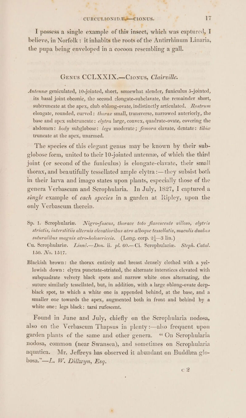“8 CURCULIONIDE—CIONUS. é 17 I possess a single example of this insect, which was captured, I believe, in Norfolk : it inhabits the roots of the Antirrhinum Linaria, the pupa being enveloped in a cocoon resembling a gall. Genus CCLXXIX.—Clionus, Clairville. Antenne geniculated, 10-jointed, short, somewhat slender, funiculus 5-jointed, its basal joint obconic, the second elongate-subclavate, the remainder short, subtruncate at the apex, club oblong-ovate, indistinctly articulated. Rostrum elongate, rounded, curved: thorax small, transverse, narrowed anteriorly, the base and apex subtruncate: elytra large, convex, quadrate-ovate, covering the abdomen: body subglobose: /egs moderate; femora clavate, dentate: tibew truncate at the apex, unarmed. The species of this elegant genus may be known by their sub- globose form, united to their 10-jointed antenne, of which the third joint (or second of the funiculus) is elongate-clavate, their small thorax, and beautifully tessellated ample elytra :—they subsist both in their larva and imago states upon plants, especially those of the genera Verbascum and Scrophularia. In July, 1827, I captured a single example of each species in a garden at Ripley, upon the only Verbascum therein. Sp. 1. Scrophularie. Nigro-fuscus, thorace toto flavescente villoso, elytris striatis, interstitirs alternis elevatioribus airo alboque tessellatis, maculis duabus suturalibus magnis atro-holosericets. (Long. corp. 24—3 lin.) Cu. Scrophularie. Lnné.—Don. ii. pl. 60.—Ci. Scrophularie. Steph. Catal. 150. No. 1517. Blackish brown: the thorax entirely and breast densely clothed with a yel- lowish down: elytra punctate-striated, the alternate interstices elevated with subquadrate velvety black spots and narrow white ones alternating, the suture similarly tessellated, but, in addition, with a large oblong-ovate deep- black spot, to which a white one is appended behind, at the base, and a smaller one towards the apex, augmented both in front and behind by a white one: legs black: tarsi rufescent. Found in June and July, chiefly on the Scrophularia nodosa, also on the Verbascum Thapsus in plenty :—also frequent upon garden plants of the same and other genera. ‘ On Scrophularia nodosa, common (near Swansea), and sometimes on Scrophularia aquatica. Mr. Jeffreys has observed it abundant on Buddlea glo- bosa.”—L. W. Dillwyn, lsq. c2