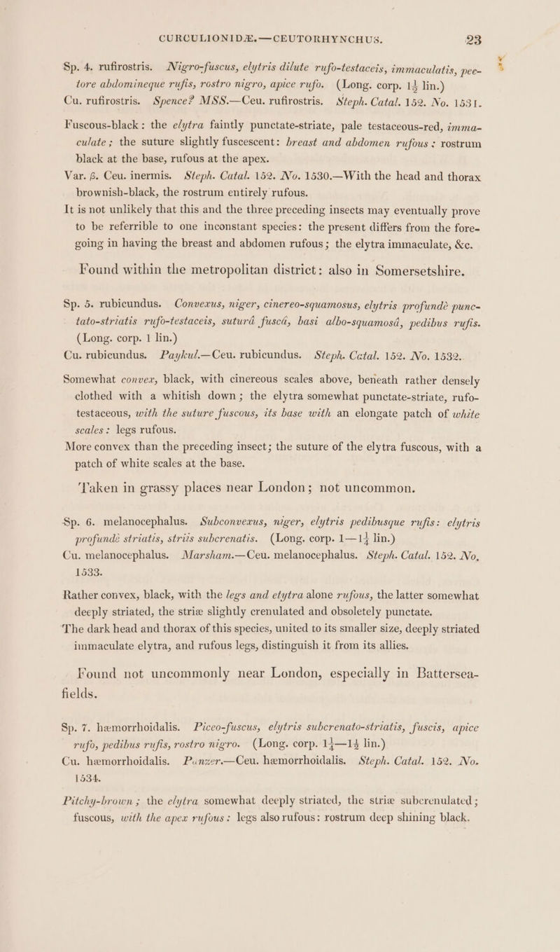 Sp. 4. rufirostris. Nigro-fuscus, elytris dilute rufo-testaceis, ammaculatis, pee- tore abdomineque rufis, rostro nigro, apice rufo. (Long. corp. 14 lin.) Fuscous-black : the e/ytra faintly punctate-striate, pale testaceous-red, imma- culate ; the suture slightly fuscescent: breast and abdomen rufous : rostrum black at the base, rufous at the apex. brownish-black, the rostrum entirely rufous. It is not unlikely that this and the three preceding insects may eventually prove to be referrible to one inconstant species: the present differs from the fore- going in having the breast and abdomen rufous; the elytra immaculate, &amp;c. Found within the metropolitan district: also in Somersetshire. Sp. 5. rubicundus. Converus, niger, cinereo-squamosus, elytris profundée punc= tato-striatis rufo-testaceis, sutura fusca, basi albo-squamosi, pedibus rufis. (Long. corp. 1 lin.) Somewhat conver, black, with cinereous scales above, beneath rather densely clothed with a whitish down; the elytra somewhat punctate-striate, rufo- testaceous, with the suture fuscous, its base with an elongate patch of white scales: legs rufous. More convex than the preceding insect; the suture of the elytra fuscous, with a patch of white scales at the base. ‘Vaken in grassy places near London; not uncommon. Sp. 6. melanocephalus. Subconvexus, niger, elytris pedibusque rufis: elytris profundé striatis, strizs subcrenatis. (Long. corp. 1—14 lin.) Cu. melanocephalus. Marsham.—Ceu. melanocephalus. Steph. Catal. 152. No, 1533. Rather convex, black, with the legs and etytra alone rufous, the latter somewhat deeply striated, the strie slightly crenulated and obsoletely punctate. ‘The dark head and thorax of this species, united to its smaller size, deeply striated immaculate elytra, and rufous legs, distinguish it from its allies. Found not uncommonly near London, especially in Battersea- fields. Sp. 7. hemorrhoidalis. Piceo-fuscus, elytris subcrenato-striatis, fuscis, apice rufo, pedibus rufis, rostro nigro. (Long. corp. 14—14 lin.) Cu. hemorrhoidalis. Punzer.—Ceu. hemorrhoidalis. Steph. Catal. 152. No. 1534. Pitchy-brown ; the elytra somewhat deeply striated, the strie subcrenulated ; fuscous, with the apex rufous: legs alsorufous: rostrum deep shining black. ore