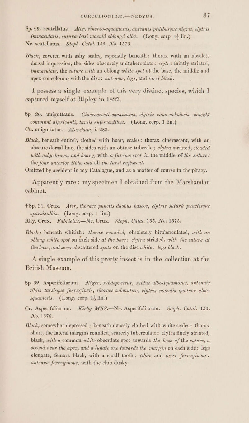 Sp. 29. scutellatus. Ater, cinereo-squamosus, antennis pedibusque nigris, elytris immaculatis, suture basi maculd oblongd albé. (Long. corp. 1+ lin.) Ne. scutellatus. Steph. Catal. 155. No. 1573. Black, covered with ashy scales, especially beneath: thorax with an obsolete dorsal impression, the sides obscurely unituberculate: elytra faintly striated, immaculate, the suture with an oblong white spot at the base, the middle and apex concolorous with the disc: antenna, legs, and tarsi black. I possess a single example of this very distinct species, which I captured myself at Ripley in 1827. Sp. 30. uniguttatus. Cinerascenti-squamosus, elytris cano-nebulosis, maculé communi nigricanti, tarsis rufescentibus. (Long. corp. 1 lin.) Cu. uniguttatus. Marsham, i. 283. Black, beneath entirely clothed with hoary scales: thorax cinerascent, with an obscure dorsal line, the sides with an obtuse tubercle; e/ytra striated, clouded with ashy-brown and hoary, with a fuscous spot in the middle of the suture: the four anterior tibie and all the tarsi rufescent. Omitted by accident in my Catalogue, and as a matter of course in the piracy. Apparently rare: my specimen I obtained from the Marshamian cabinet. TSp. 31. Crux. Ater, thorace punctis duobus baseos, elytris suturaé punctisque sparsisalbis. (ong. corp. 1 lin.) Rhy. Crux. Fabricius.—Ne. Crux. Steph. Catal. 155. No. 1575. Black ; beneath whitish: thorax rounded, obsoletely bituberculated, with an oblong white spot on éach side at the hase: elytra striated, with the suture at the hase, and several scattered spots on the disc white: legs black. A single example of this pretty insect is in the collection at the British Museum. Sp. 32. Asperifoliarum. Niger, subdepressus, subtus albo-squamosus, antennis tebiis tarsisque ferrugineis, thorace submutico, elytris maculis quatuor albo- squamosis. (Long. corp. 14 lin.) Cr. Asperifoliarum. Kirby MSS.—Ne. Asperifoliarum. Steph. Catal. 155. No. 1576. Black, somewhat depressed ; beneath densely clothed with white scales: thorax short, the lateral margins rounded, scarcely tuberculate: elytra finely striated, black, with a common white obcordate spot towards the base of the suture, a second near the apex, and a lunate one towards the margin on each side: legs elongate, femora black, with a small tooth: dibie and tarsi ferruginous : antenne ferruginous, with the club dusky.