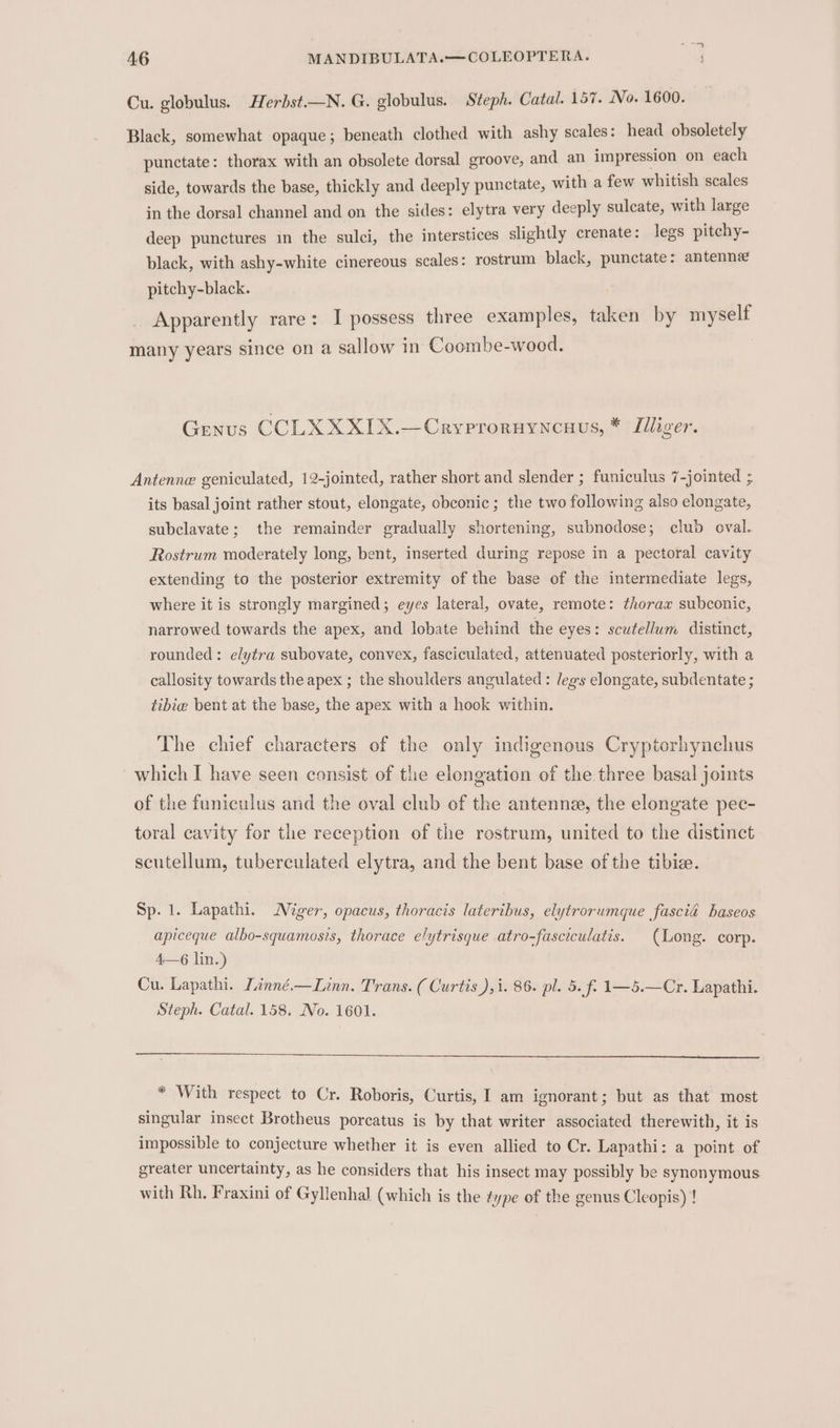 Cu. globulus. Herbst.—N.G. globulus. Steph. Catal. 157. No. 1600. Black, somewhat opaque; beneath clothed with ashy scales: head obsoletely punctate: thorax with an obsolete dorsal groove, and an impression on each side, towards the base, thickly and deeply punctate, with a few whitish scales in the dorsal channel and on the sides: elytra very deeply sulcate, with large deep punctures in the sulci, the interstices slightly crenate: legs pitchy- black, with ashy-white cinereous scales: rostrum black, punctate: antenne pitchy-black. Apparently rare: I possess three examples, taken by myself many years since on a sallow in Coombe-wood. Genus CCLX XXIX.—Cryproruyncuus, * Llliger. Antenne geniculated, 12-jointed, rather short and slender ; funiculus 7-jointed ; its basal joint rather stout, elongate, obconic; the two following also elongate, subclavate; the remainder gradually shortening, subnodose; clud oval. Rostrum moderately long, bent, inserted during repose in a pectoral cavity extending to the posterior extremity of the base of the intermediate legs, where it is strongly margined; eyes lateral, ovate, remote: thorax subconic, narrowed towards the apex, and lobate behind the eyes: scutellum distinct, rounded: elytra subovate, convex, fasciculated, attenuated posteriorly, with a callosity towards the apex ; the shoulders angulated: legs elongate, subdentate ; tibie bent at the base, the apex with a hook within. The chief characters of the only indigenous Cryptorhynchus which I have seen consist of the elongation of the three basal joints of the funiculus and the oval club of the antenne, the elongate pec- toral cavity for the reception of the rostrum, united to the distinct scutellum, tuberculated elytra, and the bent base of the tibie. Sp. 1. Lapathi. Niger, opacus, thoracis laterthus, elytrorumque fascia haseos apiceque albo-squamosis, thorace elytrisque atro-fasciculatis. (Long. corp. 4—6 lin.) Cu. Lapathi. Linné—Linn. Trans. ( Curtis ),i. 86. pl. 5. f: 1—5.—Cr. Lapathi. Steph. Catal. 158. No. 1601. * With respect to Cr. Roboris, Curtis, I am ignorant; but as that most singular insect Brotheus porcatus is by that writer associated therewith, it is impossible to conjecture whether it is even allied to Cr. Lapathi: a point of greater uncertainty, as he considers that his insect may possibly be synonymous with Rh, Fraxini of Gyllenhal (which is the ¢ype of the genus Cleopis) !
