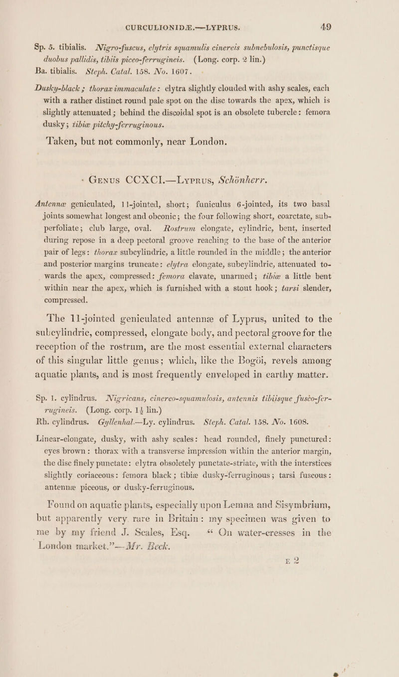 Sp. 5. tibialis. Migro-fuscus, elytris squamulis cinerets subnebulosis, punctisque duobus pallidis, tibiis piceo-ferrugineis. (Long. corp. 2 lin.) Ba. tibialis. Steph. Catal. 158. No. 1607. Dusky-black ; thorax immaculate: elytra slightly clouded with ashy scales, each with a rather distinct round pale spot on the disc towards the apex, which is slightly attenuated ; behind the discoidal spot is an obsolete tubercle: femora dusky ; thie pitchy-ferruginous. Taken, but not commonly, near London. - Genus CCXCI.—Lyprus, Schonherr. Antenne geniculated, 11-jointed, short; funiculus 6-jointed, its two basal joints somewhat longest and obconic; the four following short, coarctate, sub- perfoliate; club large, oval. Rostrum elongate, cylindric, bent, inserted during repose in a deep pectoral groove reaching to the base of the anterior pair of legs: thorax subcylindric, a little rounded in the middle; the anterior and posterior margins truncate: elytra elongate, subcylindric, attenuated to- wards the apex, compressed: femora clavate, unarmed; tibie a little bent within near the apex, which is furnished with a stout hook; tars? slender, compressed. The 11-jointed geniculated antenne of Lyprus, united to the sulcylindric, compressed, elongate body, and pectoral groove for the reception of the rostrum, are the most essential external characters of this singular little genus; which, like the Bogii, revels among aquatic plants, and is most frequently enveloped in earthy matter. Sp. 1. cylindrus. Nigricans, cinereo-squamulosis, antennis tibiisque fusco-fer- rugineis. (ong. corp. 14 lin.) Rh. cylindrus. Gyllenhal—Ly. cylindrus. Steph. Catal. 158. No. 1608. Linear-elongate, dusky, with ashy scales: head rounded, finely punctured: eyes brown: thorax with a transverse impression within the anterior margin, the disc finely punctate: elytra obsoletely punctate-striate, with the interstices slightly coriaceous: femora black; tibia dusky-ferruginous; tarsi fuscous : antenne piceous, or dusky-ferruginous. Found on aquatic plants, especially upon Lemna and Sisymbriam, but apparently very. rare in Britain: my specimen was given to me by my friend J. Scales, Esq. “* On water-cresses in the London market.”— Mr. Beck. &gt; bo