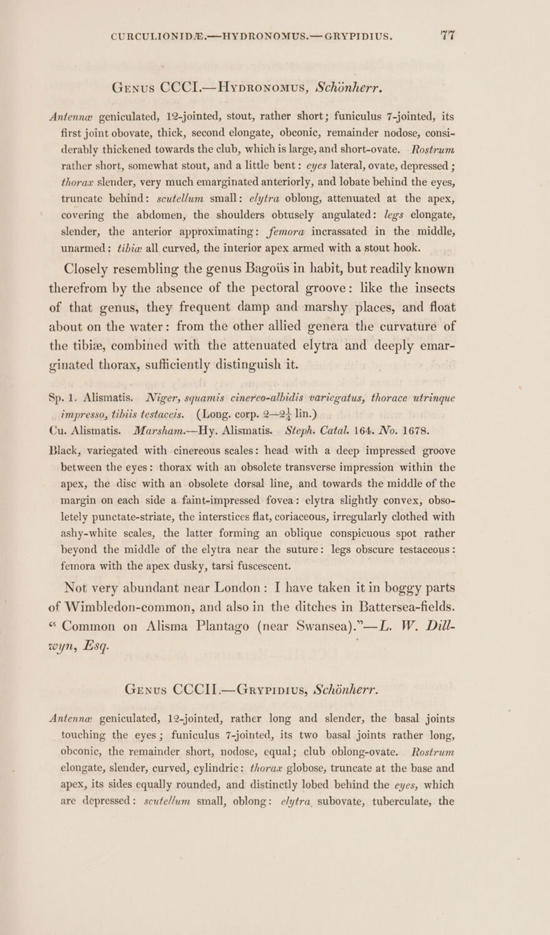 CURCULIONIDE.—HYDRONOMUS.—GRYPIDIUS. i Genus CCCI.—Hypronomus, Schonherr. Antenne geniculated, 12-jointed, stout, rather short; funiculus 7-jointed, its first joint obovate, thick, second elongate, obconic, remainder nodose, consi- derably thickened towards the club, which is large, and short-ovate. Rostrum rather short, somewhat stout, and a little bent: eyes lateral, ovate, depressed ; thorax slender, very much emarginated anteriorly, and lobate behind the eyes, truncate behind: scutel/um small: elytra oblong, attenuated at the apex, covering the abdomen, the shoulders obtusely angulated: legs elongate, slender, the anterior approximating: femora incrassated in the middle, unarmed: ¢ibie all curved, the interior apex armed with a stout hook. Closely resembling the genus Bagoiis in habit, but readily known therefrom by the absence of the pectoral groove: like the insects of that genus, they frequent damp and marshy places, and float about on the water: from the other allied genera the curvature of the tibize, combined with the attenuated elytra and deeply emar- ginated thorax, sufficiently distinguish it. Sp. 1. Alismatis. Niger, squamis cinereo-albidis variegatus, thorace utrinque impresso, tibits testacets. (Long. corp. 2—24 lin.) Cu. Alismatis. Marsham.—Hy. Alismatis. Steph. Catal. 164. No. 1678. Black, variegated with cinereous scales: head with a deep impressed groove between the eyes: thorax with an obsolete transverse impression within the apex, the disc with an obsolete dorsal line, and towards the middle of the margin on each side a faint-impressed: fovea: elytra slightly convex, obso- letely punctate-striate, the interstices flat, coriaceous, irregularly clothed with ashy-white scales, the latter forming an oblique conspicuous spot rather beyond the middle of the elytra near the suture: legs obscure testaceous : femora with the apex dusky, tarsi fuscescent. 3 Not very abundant near London: I have taken it in boggy parts of Wimbledon-common, and also in the ditches in Battersea-fields. “ Common on Alisma Plantago (near Swansea).-—L. W. Dill- wyn, Esq. Genus CCCII.—Grypinpius, Schénherr. Antenne geniculated, 12-jointed, rather long and slender, the basal joints touching the eyes; funiculus 7-jointed, its two basal joints rather long, obconic, the remainder short, nodose, equal; club oblong-ovate. Rostrum elongate, slender, curved, cylindric: thorax globose, truncate at the base and apex, its sides equally rounded, and distinctly lobed behind the eyes, which are depressed: scute//wm small, oblong: elytra, subovate, tuberculate, the