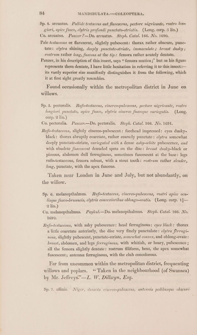 Sp. 4. arcuatus. Pallide testaceus aut flavescens, pectore nigricante, rostro lon= giort, apice fusco, elytris profundé punctato-striatis. (Long. corp. 3 lin.) Cu. arcuatus. Panzer ?—Do. arcuatus. Steph. Catal. 166. No. 1690. Pale testaceous or flavescent, slightly pubescent: thorax rather obscure, punc- tate: elytra shining, deeply punctate-striate, immaculate; breast dusky ; rostrum rather long, fuscous at the tip: femora rather acutely dentate. Panzer, in his description of this insect, says “femora mutica ;” but as his figure represents them dentate, I have little hesitation in referring it to this insect :— its vastly superior size manifestly distinguishes it from the following, which it at first sight greatly resembles. Found occasionally within the metropolitan district in June on willows. Sp. 5. pectoralis. Rufo-testaceus, cinereo-pubescens, pectore nigricante, rostro longiorit punctato, apice fusco, elytris cinereo fuscoque variegatis. (Long. corp. 2 lin.) Cu. pectoralis. Panzer.—Do. pectoralis. Steph. Catal. 166. No. 1691. Rufo-testaceous, slightly cinereo-pubescent: forehead impressed: eyes dusky- black: thorax abruptly ccarctate, rather coarsely punctate: elytra somewhat deeply punctate-striate, variegated with a dense ashy-white pubescence, and with obsolete fuscescent denuded spots on the disc: breast dusky-black or piceous, abdomen dull ferruginous, sometimes fuscescent at the base: legs rufo-testaceous, femora robust, with a stout tooth: rostywm rather slender, long, punctate, with the apex fuscous. Taken near London in June and July, but not abundantly, on the willow. Sp. 6. melanopthalmus. Rufo-testaceus, cinereo-pubescens, rostri apice ocu=' lisque fusco-brunneis, elytris convextortbus oblongo-ovatis. (Long. corp. 13— 2 lin.) Cu. melanopthalmus. Paykul.—Do. melanopthalmus. Steph. Catal. 166. No. 1692. Rufo-testaceous, with ashy pubescence: head ferruginous: eyes black: thorax a little coarctate anteriorly, the disc very finely punctulate: elytra férrugi- nous, slightly pubescent, punctate-striate, somewhat convex, and oblong-ovate: breast, abdomen, and legs ferruginous, with whitish, or hoary, pubescence ; all the femora slightly dentate: rostrum filiform, bent, the apex somewhat fuscescent; antenne ferruginous, with the club concolorous. Far from uncommon within the metropolitan district, frequenting willows and poplars. ‘Taken in the neighbourhood (of Swansea) by Mr. Jefireys.-—L. W. Dillwyn, Esq.