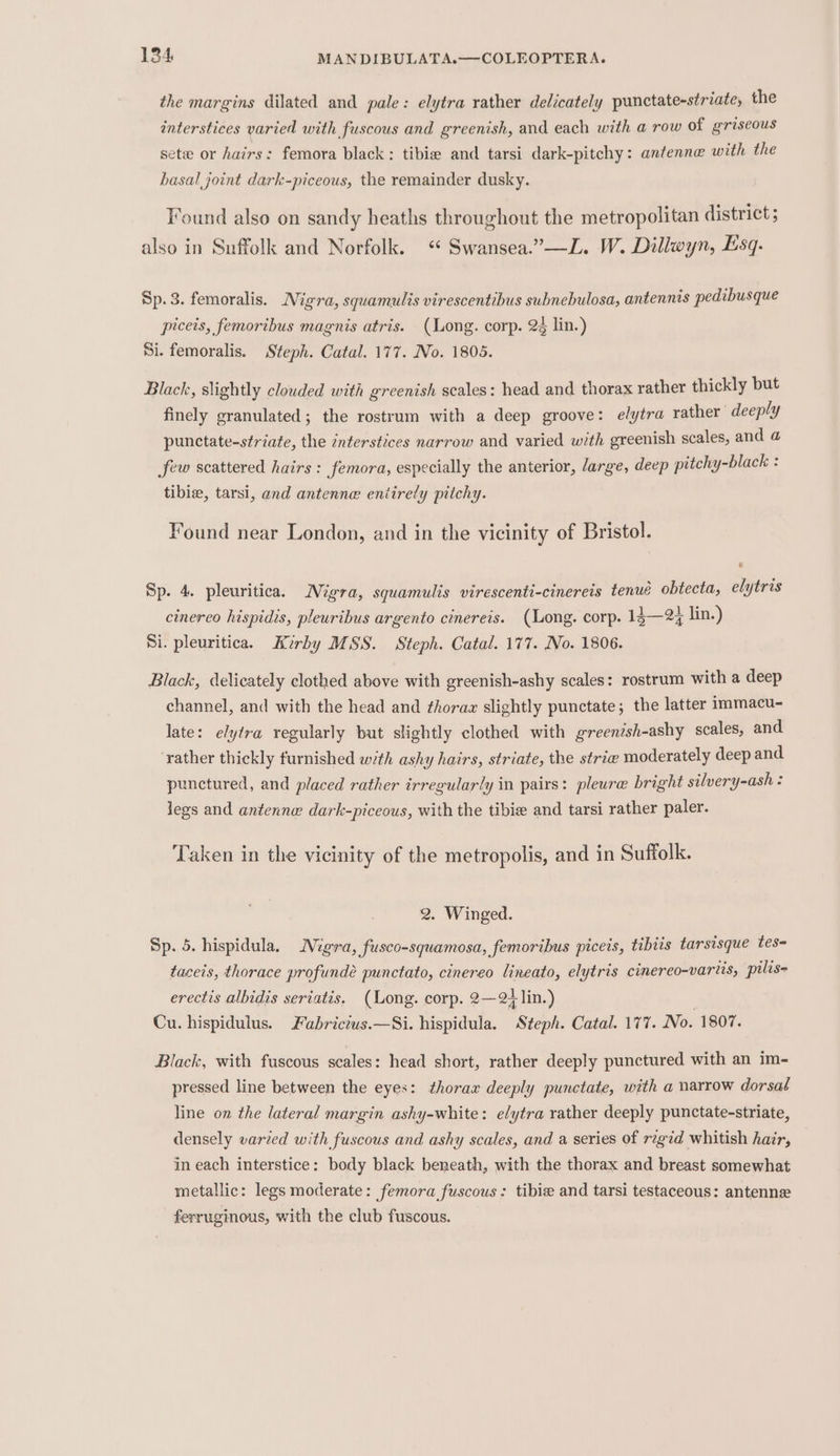 the margins dilated and pale: elytra rather delicately punctate-striate, the interstices varied with fuscous and greenish, and each with a row of griseous sete or hairs: femora black: tibie and tarsi dark-pitchy: antenne with the basal joint dark-piceous, the remainder dusky. Found also on sandy heaths throughout the metropolitan district ; also in Suffolk and Norfolk. * Swansea.”—L. W. Dillwyn, Esq. Sp. 3. femoralis. Nigra, squamulis virescentibus subnebulosa, antennis pedibusque piceis, femoribus magnis atris. (Long. corp. 24 lin.) Si. femoralis. Steph. Catal. 177. No. 1805. Black, slightly clouded with greenish scales: head and thorax rather thickly but finely granulated; the rostrum with a deep groove: elytra rather deeply punctate-striate, the interstices narrow and varied with greenish scales, and @ Jew scattered hairs: femora, especially the anterior, /arge, deep pitchy-black : tibie, tarsi, and antennae eniirely pitchy. Found near London, and in the vicinity of Bristol. Sp. 4. pleuritica. Nigra, squamulis virescenti-cinereis tenué obtecta, elytras cinerco hispidis, pleuribus argento cinereis. (Long. corp. 13—2¢ lin.) Si. pleuritica. Kirby MSS. Steph. Catal. 177. No. 1806. Black, delicately clothed above with greenish-ashy scales: rostrum with a deep channel, and with the head and ¢horaa slightly punctate; the latter immacu- late: elytra regularly but slightly clothed with greenish-ashy scales, and ‘rather thickly furnished with ashy hairs, striate, the strie moderately deep and punctured, and placed rather irregularly in pairs: pleura bright silvery-ash : legs and antenne dark-piceous, with the tibie and tarsi rather paler. Taken in the vicinity of the metropolis, and in Suffolk. 2. Winged. Sp. 5. hispidula. Migra, fusco-squamosa, femoribus piceis, tibiis tarsisque tes- taceis, thorace profundé punctato, cinereo lineato, elytris cinereo-variis, pilis= erectis albidis seriatis. (Long. corp. 2—2+ lin.) Cu. hispidulus. abricius.—Si. hispidula. Steph. Catal. 177. No. 1807. Black, with fuscous scales: head short, rather deeply punctured with an im- pressed line between the eyes: thorax deeply punctate, with a narrow dorsal line on the lateral margin ashy-white: elytra rather deeply punctate-striate, densely varzed with. fuscous and ashy scales, and a series of rigid whitish hair, in each interstice: body black beneath, with the thorax and breast somewhat metallic: legs moderate: femora fuscous: tibia and tarsi testaceous: antenne ferruginous, with the club fuscous.