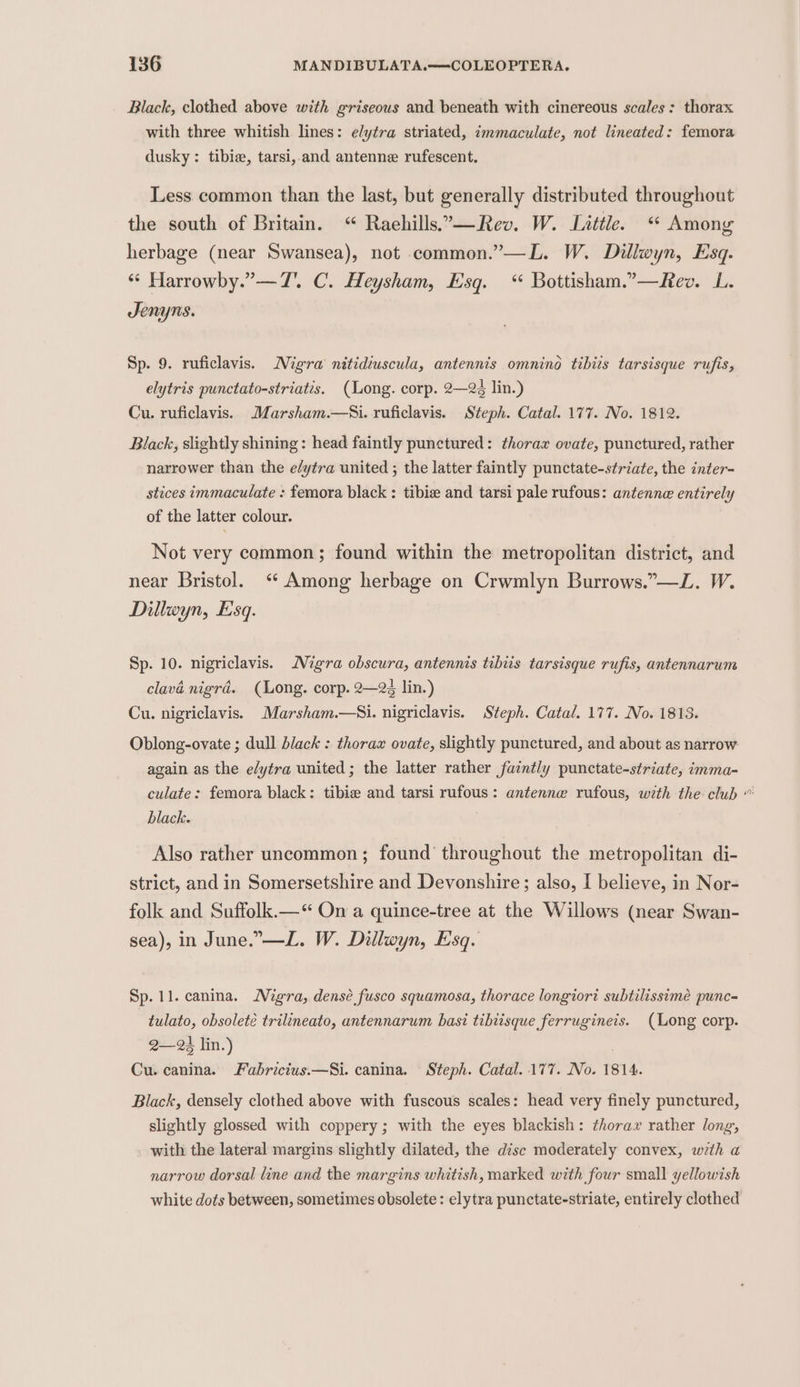 Black, clothed above with griseous and beneath with cinereous scales: thorax with three whitish lines: elytra striated, immaculate, not lineated: femora dusky : tibie, tarsi,-and antenne rufescent. Less common than the last, but generally distributed throughout the south of Britain. “ Raehills.”.—Rev. W. Little. “ Among herbage (near Swansea), not common.”—L. W, Dillwyn, Esq. ‘* Harrowby.”—7'. C. Heysham, Esq. ‘“ Bottisham.”—Rev. LL. Jenyns. Sp. 9. ruficlavis. Migra nitidiuscula, antennis omnino tibits tarsisque rufis, elytris punctato-striatis. (Long. corp. 2—23 lin.) Cu. ruficlavis. Marsham.—Ki. ruficlavis. Steph. Catal. 177. No. 1812. Black, slightly shining: head faintly punctured: thorax ovate, punctured, rather narrower than the e/ytra united ; the latter faintly punctate-striate, the inter- stices immaculate : femora black : tibize and tarsi pale rufous: antennee entirely of the latter colour. Not very common; found within the metropolitan district, and near Bristol. ‘ Among herbage on Crwmlyn Burrows.”—L. W. Dillwyn, Esq. Sp. 10. nigriclavis. Nigra obscura, antennis tibuis tarsisque rufis, antennarum clava nigrd. (Long. corp. 2—2¢ lin.) Cu. nigriclavis. Marsham.—Si. nigriclavis. Steph. Catal. 177. No. 1813. Oblong-ovate ; dull black : thorax ovate, slightly punctured, and about as narrow again as the elytra united; the latter rather faintly punctate-striate, imma- culate: femora black: tibie and tarsi rufous: antenne rufous, with the club “ black. Also rather uncommon; found’ throughout the metropolitan di- strict, and in Somersetshire and Devonshire; also, I believe, in Nor- folk and Suffolk.—*“ On a quince-tree at the Willows (near Swan- sea), in June.”—L. W. Dillwyn, Esq. Sp. 11. canina. Nigra, dense fusco squamosa, thorace longiori subtilissime punc= tulato, obsolete trilineato, antennarum basi tibiisque ferrugineis. (Long corp. 2—28 lin.) Cu. canina. Fabrictus.—Si. canina. Steph. Catal. 177. No. 1814. Black, densely clothed above with fuscous scales: head very finely punctured, slightly glossed with coppery; with the eyes blackish: thorax rather long, with the lateral margins slightly dilated, the disc moderately convex, wrth a narrow dorsal line and the margins whitish, marked with four small yellowish white dots between, sometimes obsolete: elytra punctate-striate, entirely clothed