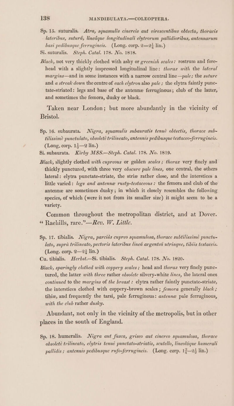 Sp. 15. suturalis. Atra, squamulis cinereis aut virescentibus obtecta, thoracis lateribus, suturd, linedque longitudinali elytrorum pallidioribus, antennarum basi pedibusque ferrugineis. (Long. corp. 2—2+ lin.) Si. suturalis. Steph. Catal. 178. No. 1818. Black, not very thickly clothed with ashy or greenish scales: rostrum and fore- head with a slightly impressed longitudinal line: thorar with the lateral margins—and in some instances with a narrow central line—pale; the suture and a streak down the centre of each elytron also pale ; the elytra faintly punc- tate-striated: legs and base of the antenne ferruginous; club of the latter, and sometimes the femora, dusky or black. Taken near London; but more abundantly in the vicinity of Bristol. Sp. 16. subaurata. Migra, squamulzs subauratis tenué obtectis, thorace sub- tilissime punctulato, obsoleté trilineato, antennis pedibusque testaceo-ferrugineis. (Long. corp. 14—2 lin.) Si. subaurata. Kirby MSS.—Steph. Catal. 178. No. 1819. Black, slightly clothed with cupreous or golden scales ; thorax very finely and thickly punctured, with three very obscure pale lines, one central, the others lateral: elytra punctate-striate, the strie rather close, and the interstices a little varied: legs and antenne rusty-testaceous: the femora and club of the antenne are sometimes dusky; in which it closely resembles the following species, of which (were it not from its smaller size) it might seem to be a variety. Common throughout the metropolitan district, and at Dover. “ Raehills, rare.”—Rev. W. Little. Sp. 17. tibialis. Migra, parcids cupreo squamulosa, thorace subtilissime punctu= lato, supra trilineato, pectoris lateribus lined argented utrinque, tibits testaceis. (Long. corp. 2—24 lin.) Cu. tibialis. Herbst.—Si. tibialis. Steph. Catal. 178. No. 1820. Black, sparingly clothed with coppery scales ; head and thorax very finely punc- tured, the latter with three rather obsolete silvery-white lines, the lateral ones continued to the margins of the breast : elytra rather faintly punctate-striate, the interstices clothed with coppery-brown scales ; femora generally black ; tibie, and frequently the tarsi, pale ferruginous: antenne pale ferruginous, with the club rather dusky. Abundant, not only in the vicinity of the metropolis, but in other places in the south of England. Sp. 18. humeralis. Migra aut fusca, griseo aut cinereo squamulosa, thorace obsoleté trilineato, elytris tenue punctato-striatis, scutello, lineolaque humerali pallidis ; antennis pedibusque rufo-ferrugineis. (Long. corp. 1?—2¢ lin.)