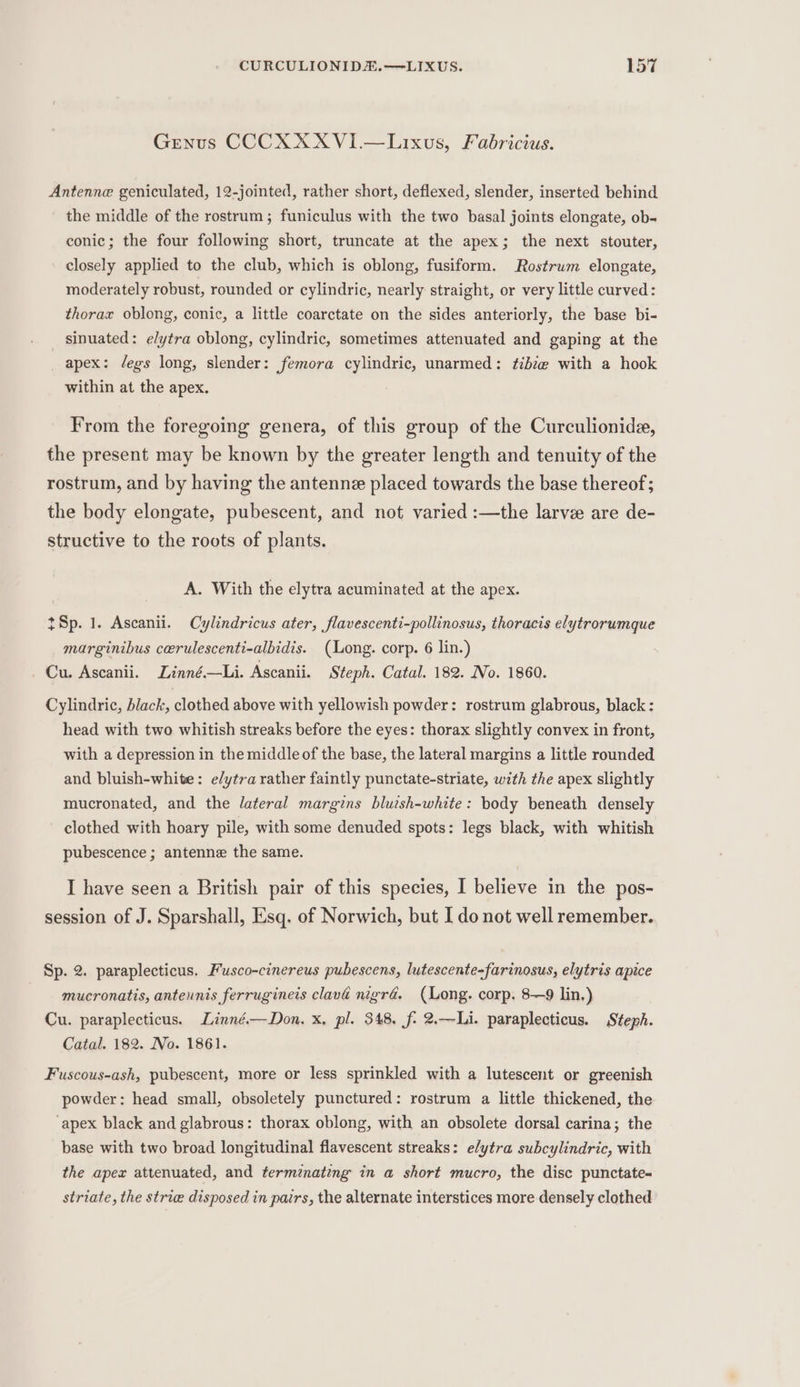 Genus CCCXXXVI.—Lixus, Fabricius. Antenne geniculated, 12-jointed, rather short, deflexed, slender, inserted behind the middle of the rostrum ; funiculus with the two basal joints elongate, ob- conic; the four following short, truncate at the apex; the next stouter, closely applied to the club, which is oblong, fusiform. Rostrum elongate, moderately robust, rounded or cylindric, nearly straight, or very little curved: thorax oblong, conic, a little coarctate on the sides anteriorly, the base bi- sinuated: elytra oblong, cylindric, sometimes attenuated and gaping at the apex: J/egs long, slender: femora cylindric, unarmed: f¢2bze with a hook within at the apex. From the foregoing genera, of this group of the Curculionidae, the present may be known by the greater length and tenuity of the rostrum, and by having the antennz placed towards the base thereof; the body elongate, pubescent, and not varied :—the larve are de- structive to the roots of plants. A. With the elytra acuminated at the apex. Sp. 1. Ascanii. Cylindricus ater, flavescenti-pollinosus, thoracis elytrorumque marginibus cerulescenti-albidis. (Long. corp. 6 lin.) _ Cu. Ascanii. Linné.—Li. Ascanii. Steph. Catal. 182. No. 1860. Cylindric, black, clothed above with yellowish powder: rostrum glabrous, black : head with two whitish streaks before the eyes: thorax slightly convex in front, with a depression in the middle of the base, the lateral margins a little rounded and bluish-white: e/ytra rather faintly punctate-striate, with the apex slightly mucronated, and the lateral margins bluish-white: body beneath densely clothed with hoary pile, with some denuded spots: legs black, with whitish pubescence; antenne the same. I have seen a British pair of this species, I believe in the pos- session of J. Sparshall, Esq. of Norwich, but I do not well remember. Sp. 2. paraplecticus. Fusco-cinereus pubescens, lutescente-farinosus, elytris apice mucronatis, antenrnis ferrugineis clavi nigra. (Long. corp. 8—9 lin.) Cu. paraplecticus. Linné.—Don. x, pl. 348, f- 2.—Li. paraplecticus. Steph. Catal. 182. No. 1861. Fuscous-ash, pubescent, more or less sprinkled with a lutescent or greenish powder: head small, obsoletely punctured: rostrum a little thickened, the ‘apex black and glabrous: thorax oblong, with an obsolete dorsal carina; the base with two broad longitudinal flavescent streaks: elytra subcylindric, with the apex attenuated, and terminating in a short mucro, the disc punctate- striate, the strie disposed in pairs, the alternate interstices more densely clothed