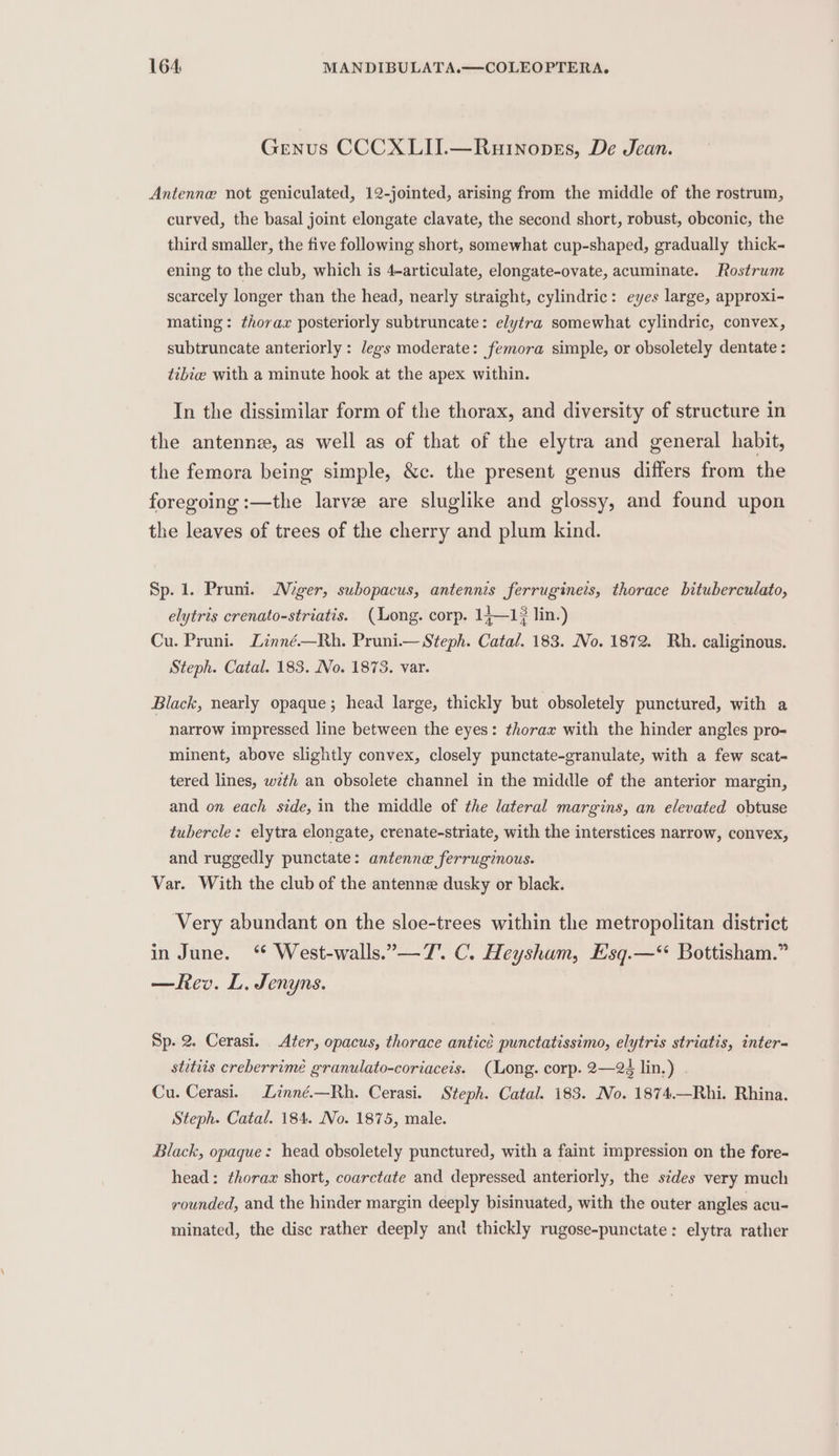 Genus CCCXLII.—Ruinopss, De Jean. Antenne not geniculated, 12-jointed, arising from the middle of the rostrum, curved, the basal joint elongate clavate, the second short, robust, obconic, the third smaller, the five following short, somewhat cup-shaped, gradually thick- ening to the club, which is 4-articulate, elongate-ovate, acuminate. Rostrum scarcely longer than the head, nearly straight, cylindric: eyes large, approxi- mating: thorax posteriorly subtruncate: elytra somewhat cylindric, convex, subtruncate anteriorly : legs moderate: femora simple, or obsoletely dentate : tebie with a minute hook at the apex within. In the dissimilar form of the thorax, and diversity of structure in the antenne, as well as of that of the elytra and general habit, the femora being simple, &amp;c. the present genus differs from the foregoing :—the larve are sluglike and glossy, and found upon the leaves of trees of the cherry and plum kind. Sp. 1. Pruni. Mger, subopacus, antennis ferrugineis, thorace bituberculato, elytris crenato-striatis. (Long. corp. 14—1¢ lin.) Cu. Pruni. Linné—Rh. Pruni.— Steph. Catal. 183. No. 1872. Rh. caliginous. Steph. Catal. 183. No. 1873. var. Black, nearly opaque; head large, thickly but obsoletely punctured, with a narrow impressed line between the eyes: thorax with the hinder angles pro- minent, above slightly convex, closely punctate-granulate, with a few scat- tered lines, wzth an obsolete channel in the middle of the anterior margin, and on each side, in the middle of the lateral margins, an elevated obtuse tubercle: elytra elongate, crenate-striate, with the interstices narrow, convex, and ruggedly punctate: antenne ferruginous. Var. With the club of the antenne dusky or black. Very abundant on the sloe-trees within the metropolitan district in June. ‘ West-walls.—7’. C. Heysham, Esq.—‘ Bottisham.” —fev. L. Jenyns. Sp. 2. Cerasi. Azer, opacus, thorace anticé punctatissimo, elytris striatis, inter- stitiis creberrimé granulato-coriaceis. (Long. corp. 2—24 lin.) . Cu. Cerasi. Linné.—Rh. Cerasi. Steph. Catal. 183. No. 1874.—Rhi. Rhina. Steph. Catal. 184. No. 1875, male. Black, opaque: head obsoletely punctured, with a faint impression on the fore- head: thorax short, coarctate and depressed anteriorly, the sides very much rounded, and the hinder margin deeply bisinuated, with the outer angles acu- minated, the disc rather deeply and thickly rugose-punctate: elytra rather