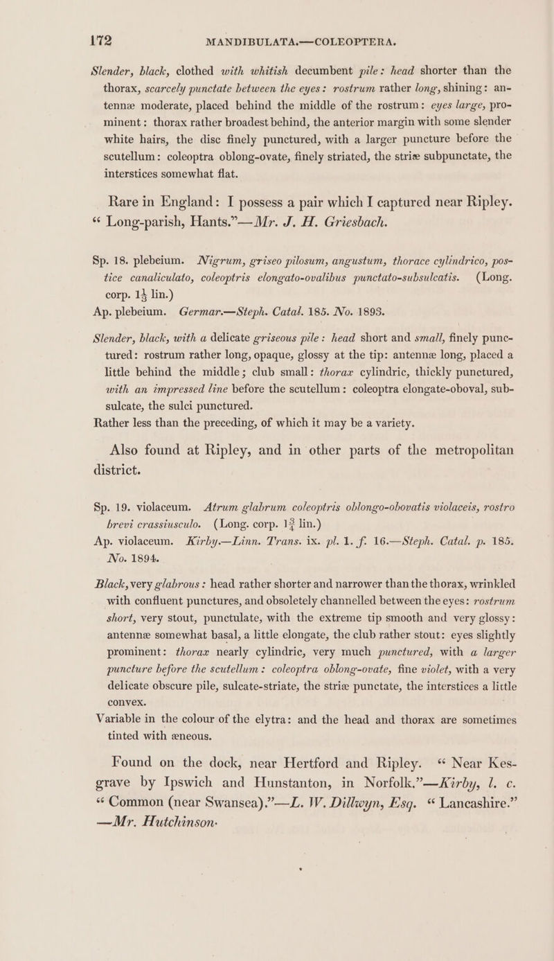 Slender, black, clothed with whitish decumbent pile: head shorter than the thorax, scarcely punctate between the eyes: rostrum rather long, shining: an- tenn moderate, placed behind the middle of the rostrum: eyes large, pro- minent: thorax rather broadest behind, the anterior margin with some slender white hairs, the disc finely punctured, with a larger puncture before the scutellum: coleoptra oblong-ovate, finely striated, the striee subpunctate, the interstices somewhat flat. Rare in England: I possess a pair which I captured near Ripley. ** Long-parish, Hants. Mr. J. H. Griesbach. Sp. 18. plebeium. Migrum, griseo pilosum, angustum, thorace cylindrico, pos= tice canaliculato, coleoptris elongato-ovalibus punctato-subsulcatis. (Long. corp. 13 lin.) Ap. plebeium. Germar.—Steph. Catal. 185. No. 1893. Slender, black, with a delicate griseous pile: head short and small, finely punc- tured: rostrum rather long, opaque, glossy at the tip: antenne long, placed a little behind the middle; club small: thorax cylindric, thickly punctured, with an impressed line before the scutellum: coleoptra elongate-oboval, sub- sulcate, the sulci punctured. Rather less than the preceding, of which it may be a variety. Also found at Ripley, and in other parts of the metropolitan district. Sp. 19. violaceum. &lt;Atrum glabrum coleoptris oblongo-obovatis violaceis, rostro brevi crassiusculo. (Long. corp. 13 lin.) Ap. violaceum. Kirby.—Linn. Trans. ix. pl. 1. f. 16.—Steph. Catal. p. 185. No. 1894. Black, very glabrous : head rather shorter and narrower than the thorax, wrinkled with confluent punctures, and obsoletely channelled between the eyes: rostrum short, very stout, punctulate, with the extreme tip smooth and very glossy: antenne somewhat basal, a little elongate, the club rather stout: eyes slightly prominent: ¢horar nearly cylindric, very much punctured, with a larger puncture before the scutellum: coleoptra oblong-ovate, fine violet, with a very delicate obscure pile, sulcate-striate, the striee punctate, the interstices a little convex. Variable in the colour of the elytra: and the head and thorax are sometimes tinted with eneous. Found on the dock, near Hertford and Ripley. ‘ Near Kes- grave by Ipswich and Hunstanton, in Norfolk.”—MXirby, 1. c. “¢ Common (near Swansea).”—L. W. Dillwyn, Esq. “ Lancashire.” — Mr. Hutchinson: