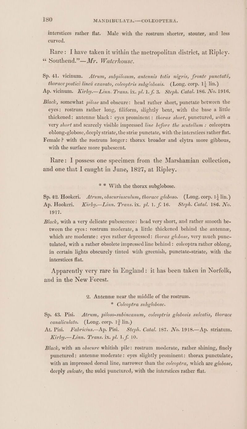 interstices rather flat. Male with the rostrum shorter, stouter, and less curved. Rare: I have taken it within the metropolitan district, at Ripley. *“¢ Southend.”—Mr. Waterhouse. Sp. 41. vicinum. Atrum, subpilosum, antennis totis nigris, fronte punctaté, thorace posticé lined exavato, coleoptris subglohosis. (Long. corp. 14 lin.) Ap. vicinum. Kirby.—Linn. Trans. ix. pl. 1. f. 3. Steph. Catal. 186. No. 1916. Black, somewhat pilose and obscure: head rather short, punctate between the eyes: rostrum rather long, filiform, slightly bent, with the base a little thickened: antenne black: eyes prominent: thorax short, punctured, with a very short and scarcely visible impressed line before the scutellum : coleoptra oblong-globose, deeply striate, the strize punctate, with the interstices rather flat. Female? with the rostrum longer: thorax broader and elytra more gibbous, with the surface more pubescent. Rare: I possess one specimen from the Marshamian collection, and one that I caught in June, 1827, at Ripley. * * With the thorax subglobose. Sp. 42. Hookeri. Atrum, obscuriusculum, thorace globoso. (Long. corp. 14 lin.) Ap. Hookeri. Kirby.—Linn. Trans. ix. pl. 1. f-16. Steph. Catal. 186. No. 1917. Black, with a very delicate pubescence: head very short, and rather smooth be- tween the eyes: rostrum moderate, a little thickened behind the antenne, which are moderate: eyes rather depressed: thorax glubose, very much punc- tulated, with a rather obsolete impressed line behind: coleoptra rather oblong, in certain lights obscurely tinted with greenish, punctate-striate, with the interstices flat. Apparently very rare in England: it has been taken in Norfolk, and in the New Forest. 2. Antenne near the middle of the rostrum. * Coleoptra subglobose. Sp. 43. Pisi. Atrum, piloso-subincanum, coleoptris globosis sulcatis, thorace canaliculato. (Long. corp. 1? lin.) At. Pisi. Fabrictus.—Ap. Pisi. Steph. Catal. 187. No. 1918.—Ap. striatum. Kirhy.—Linn. Trans. ix. pl. 1. f- 10. Black, with an obscure whitish pile: rostrum moderate, rather shining, finely punctured: antenne moderate: eyes slightly prominent: thorax punctulate, with an impressed dorsal line, narrower than the coleoptra, which are globose, deeply sulcate, the sulci punctured, with the interstices rather flat.