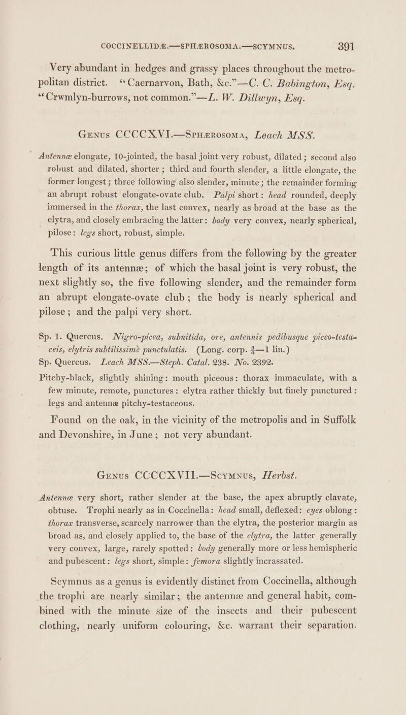 Very abundant in hedges and grassy places throughout the metro- politan district. &lt;‘Caernarvon, Bath, &amp;c.”—C. C. Babington, Esq. **Crwmlyn-burrows, not common.” —L. W. Dillwyn, Esq. Genus CCCCXVI.—Spuarosoma, Leach MSS. Antenne elongate, 10-jointed, the basal joint very robust, dilated ; second also robust and dilated, shorter ; third and fourth slender, a little elongate, the former longest ; three following also slender, minute ; the remainder forming an abrupt robust elongate-ovate club. Palpi short: head rounded, deeply immersed in the thoraz, the last convex, nearly as broad at the base as the elytra, and closely embracing the latter: body very convex, nearly spherical, pilose: legs short, robust, simple. This curious little genus differs from the following by the greater length of its antennze; of which the basal joint is very robust, the next slightly so, the five following slender, and the remainder form an abrupt elongate-ovate club; the body is nearly spherical and pilose ; and the palpi very short. Sp. 1. Quercus. Nigro-picea, subnitida, ore, antennis pedibusque piceo-testa- ceis, elytris subtilissimé punctulatis. (Long. corp. 3—1 lin.) Sp. Quercus. Leach MSS.—Steph. Catal. 238. No. 2392. Pitchy-black, slightly shining: mouth piceous: thorax immaculate, with a few minute, remote, punctures: elytra rather thickly but finely punctured : legs and antenne pitchy-testaceous. Found on the oak, in the vicinity of the metropolis and in Suffolk and Devonshire, in June; not very abundant. Genus CCCCXVII.—Scymuvs, Herbst. Antenne very short, rather slender at the base, the apex abruptly clavate, obtuse. Trophi nearly as in Coccinella: head small, deflexed: eyes oblong: thorax transverse, scarcely narrower than the elytra, the posterior margin as broad as, and closely applied to, the base of the elytra, the latter generally very convex, large, rarely spotted: body generally more or less hemispheric and pubescent: legs short, simple: femora slightly incrassated. Scymnus as a genus is evidently distinct from Coccinella, although the trophi are nearly similar; the antenne and general habit, com- bined with the minute size of the insects and their pubescent clothing, nearly uniform colouring, &amp;c. warrant their separation.