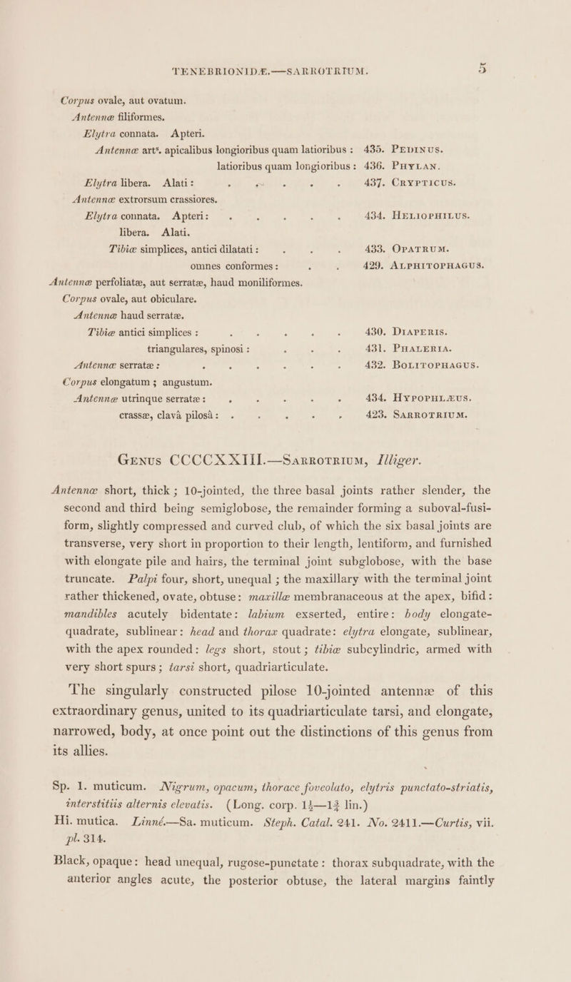 Corpus ovale, aut ovatum. Antenne filiformes. Elytra connata. Apteri. Antenne art’. apicalibus longioribus quam latioribus : 435. PEDINUs. latioribus quam longioribus: 436. PHyLAN. Elytra libera. Alati: : C 437. CRYPTICUS. Antenne extrorsum crassiores. Elytra connata. Apteri: . : : : 434. HELIOPHILUS. libera. Alati. Tibie simplices, antici dilatati : : : : 433. OPATRUM. omnes conformes : : ; 429. ALPHITOPHAGUS. Antenne perfoliate, aut serrate, haud moniliformes. Corpus ovale, aut obiculare. Antenne haud serrate. Tibie antici simplices : : : . : : 430. DIAPERIs. triangulares, spinosi : ; : : 431. PHALERIA. Antenne serrate : ° : ° : 3 : 432. BoLITOPHAGUS. Corpus elongatum ; angustum. Antenne utrinque serrate : : . : . : 434, HYPoPHLAUS. crasse, clava pilosa: . , ivieces » 423. SARROTRIUM. Genus CCCCXXIII.—Sarrotrium, Jiliger. Antenne short, thick ; 10-jointed, the three basal joints rather slender, the second and third being semiglobose, the remainder forming a suboval-fusi- form, slightly compressed and curved club, of which the six basal joints are transverse, very short in proportion to their length, lentiform, and furnished with elongate pile and hairs, the terminal joint subglobose, with the base truncate. Palpi four, short, unequal ; the maxillary with the terminal joint rather thickened, ovate, obtuse: mazxzlie@ membranaceous at the apex, bifid: mandibles acutely bidentate: labium exserted, entire: body elongate- quadrate, sublinear: head and thorax quadrate: elytra elongate, sublinear, with the apex rounded: lJegs short, stout; ¢ibie subcylindric, armed with very short spurs; ¢arsz short, quadriarticulate. The singularly constructed pilose 10-jointed antennez of this extraordinary genus, united to its quadriarticulate tarsi, and elongate, narrowed, body, at once point out the distinctions of this genus from its allies. Sp. 1. muticum. NMigrum, opacum, thorace foveolato, elytris punctato-striatis, interstitiis alternis elevatis. (Long. corp. 14—14 lin.) Hi. mutica. Zinné.—Sa. muticum. Steph. Catal. 241. No. 2411.—Curtis, vii. pl. 314. Black, opaque: head unequal, rugose-punetate: thorax subquadrate, with the anterior angles acute, the posterior obtuse, the lateral margins faintly