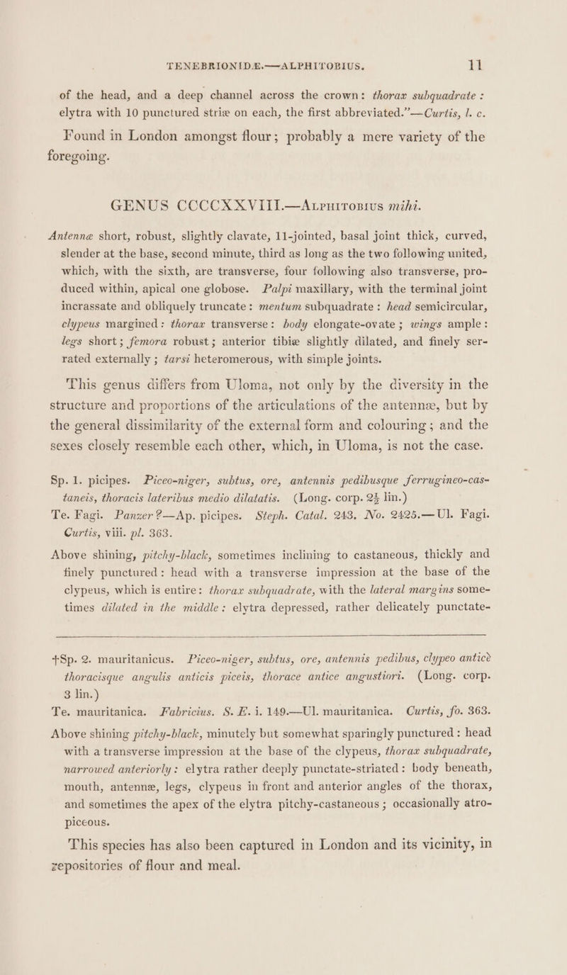of the head, and a deep channel across the crown: thoraz subquadrate : elytra with 10 punctured strie on each, the first abbreviated.”—Curtis, I. c. Found in London amongst flour; probably a mere variety of the foregoing. GENUS CCCCXXVIII.—Atpuirosius mihi. Antenne short, robust, slightly clavate, 11-jointed, basal joint thick, curved, slender at the base, second minute, third as long as the two following united, which, with the sixth, are transverse, four following also transverse, pro- duced within, apical one globose. Palpi maxillary, with the terminal joint incrassate and obliquely truncate: mentum subquadrate : head semicircular, clypeus margined: thorax transverse: body elongate-ovate ; wings ample: legs short; femora robust; anterior tibie slightly dilated, and finely ser- rated externally ; tarsi heteromerous, with simple joints. This genus differs from Uloma, not only by the diversity in the structure and proportions of the articulations of the antenne, but by the general dissimilarity of the external form and colouring ; and the sexes closely resemble each other, which, in Uloma, is not the case. Sp.1. picipes. Piceo-niger, subtus, ore, antennis pedibusque ferrugineo-cas- taneis, thoracis lateribus medio dilatatis. (Long. corp. 2% lin.) Te. Fagi. Panzer ?—Ap. picipes. Steph. Catal. 243, No. 2425.—Ul. Fagi. Curtis, vili. pl. 363. Above shining, pitchy-black, sometimes inclining to castaneous, thickly and finely punctured: head with a transverse impression at the base of the clypeus, which is entire: thorax subquadrate, with the lateral margins some- times dilated in the middle: elytra depressed, rather delicately punctate- +Sp. 2. mauritanicus. Piceo-niger, subtus, ore, antennis pedibus, clypeo anticé thoracisque angulis anticis piceis, thorace antice angustiort. (Long. corp. 3 lin.) Te. mauritanica. Fabricius. S. EH. i. 149.—Ul]. mauritanica. Curtis, fo. 363. Above shining pitchy-black, minutely but somewhat sparingly punctured : head with a transverse impression at the base of the clypeus, thorax subquadrate, narrowed anteriorly: elytra rather deeply punctate-striated: body beneath, mouth, antenne, legs, clypeus in front and anterior angles of the thorax, and sometimes the apex of the elytra pitchy-castaneous ; occasionally atro- piceous. This species has also been captured in London and its vicinity, in repositories of flour and meal.