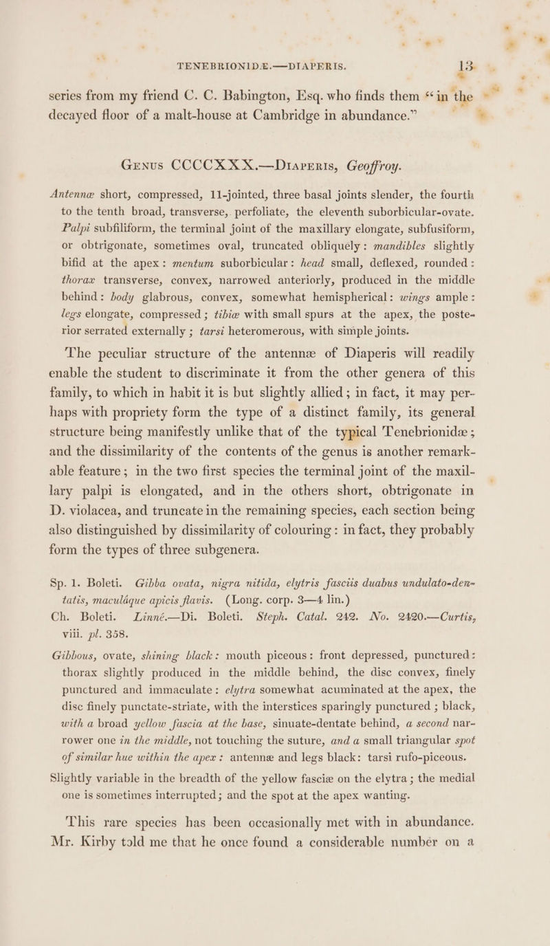 TENEBRIONID.E.—DIAPERIS. 1s. series from my friend C. C. Babington, Esq. who finds them “in the © decayed floor of a malt-house at Cambridge in abundance.” Genus CCCCXXX.—Dtaperis, Geoffroy. Antenne short, compressed, 11-jointed, three basal joints slender, the fourth to the tenth broad, transverse,. perfoliate, the eleventh suborbicular-ovate. Palpi subfiliform, the terminal joint of the maxillary elongate, subfusiform, or obtrigonate, sometimes oval, truncated obliquely: mandibles slightly bifid at the apex: mentum suborbicular: head small, deflexed, rounded : thorax transverse, convex, narrowed anteriorly, produced in the middle behind: body glabrous, convex, somewhat hemispherical: wings ample: legs elongate, compressed ; ¢2bi@ with small spurs at the apex, the poste= rior serrated externally ; tarsi heteromerous, with simple joints. The peculiar structure of the antennz of Diaperis will readily enable the student to discriminate it from the other genera of this family, to which in habit it is but slightly allied ; in fact, it may per- haps with propriety form the type of a distinct family, its general structure being manifestly unlike that of the typical 'Tenebrionide ; and the dissimilarity of the contents of the genus is another remark- able feature ; in the two first species the terminal joint of the maxil- lary palpi is elongated, and in the others short, obtrigonate in D. violacea, and truncate in the remaining species, each section being also distinguished by dissimilarity of colouring: in fact, they probably form the types of three subgenera. Sp. 1. Boleti. Gibba ovata, nigra nitida, elytris fasciis duabus undulato-den-~ tatis, maculdque apicis flavis. (Long. corp. 3—4 lin.) Ch. Boleti. Linné.—Di. Boleti. Steph. Catal. 242. No. 2420.—Curtis, Vili. pl. 358. Gibbous, ovate, shining black: mouth piceous: front depressed, punctured: thorax slightly produced in the middle behind, the disc convex, finely punctured and immaculate: elytra somewhat acuminated at the apex, the disc finely punctate-striate, with the interstices sparingly punctured ; black, with a broad yellow fascia at the base, sinuate-dentate behind, a second nar- rower one zn the middle, not touching the suture, and a small triangular spot of similar hue within the apex: antenne and legs black: tarsi rufo-piceous. Slightly variable in the breadth of the yellow fascia on the elytra; the medial one is sometimes interrupted; and the spot at the apex wanting. This rare species has been occasionally met with in abundance. Mr. Kirby told me that he once found a considerable number on a