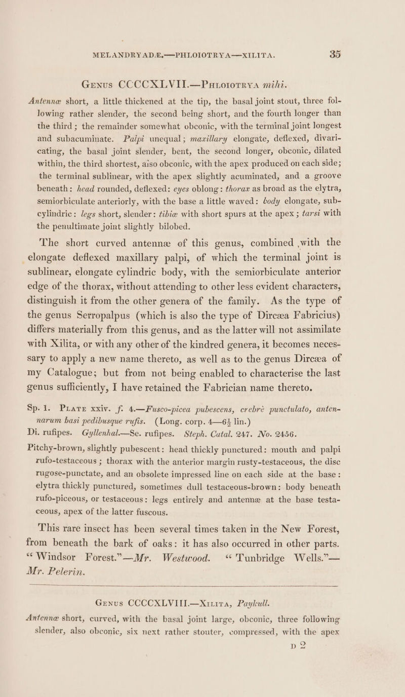 Genus CCCCXLVII.—Patotorrya mihi. Antenne short, a little thickened at the tip, the basal joint stout, three fol- lowing rather slender, the second being short, and the fourth longer than the third ; the remainder somewhat obconic, with the terminal joint longest and subacuminate. Paipé unequal; mavillary elongate, deflexed, divari- cating, the basal joint slender, bent, the second longer, obconic, dilated within, the third shortest, aiso obconic, with the apex produced on each side; the terminal sublinear, with the apex slightly acuminated, and a groove beneath: head rounded, deflexed: eyes oblong: thorax as broad as the elytra, semiorbiculate anteriorly, with the base a little waved: body elongate, sub- cylindric: legs short, slender: ¢ibie@ with short spurs at the apex ; tars¢ with the penultimate joint slightly bilobed. The short curved antennz of this genus, combined ,with the elongate deflexed maxillary palpi, of which the terminal joint is sublinear, elongate cylindric body, with the semiorbiculate anterior edge of the thorax, without attending to other less evident characters, distinguish it from the other genera of the family. As the type of the genus Serropalpus (which is also the type of Dirceea Fabricius) differs materially from this genus, and as the latter will not assimilate with Xilita, or with any other of the kindred genera, it becomes neces- sary to apply a new name thereto, as well as to the genus Dircea of my Catalogue; but from not being enabled to characterise the last genus sufficiently, I have retained the Fabrician name thereto. Sp.1. Prate xxiv. Sf: 4.—Fusco-picea pubescens, crebré punctulato, anten- narum hast pedibusque rufis. (ong. corp. 4—6% lin.) Di. rufipes. Gyllenhal.—Se. rufipes. Steph. Catal. 247. Io. 2456. Pitchy-brown, slightly pubescent: head thickly punctured: mouth and palpi rufo-testaceous ; thorax with the anterior margin rusty-testaceous, the disc rugose-punctate, and an obsolete impressed line on each side at the base: elytra thickly punctured, sometimes dull testaceous-brown: body beneath rufo-piceous, or testaceous: legs entirely and antenne at the base testa- ceous, apex of the latter fuscous. This rare insect has been several times taken in the New Forest, from beneath the bark of oaks: it has also occurred in other parts. “Windsor Forest.,.—Mr. Westwood. ‘Tunbridge Wells.”&gt;— Mr. Pelerin. Genus CCCCXLVIII.—Xitira, Paykull. Antenne short, curved, with the basal joint large, obconic, three following slender, also obconic, six next rather stouter, compressed, with the apex po