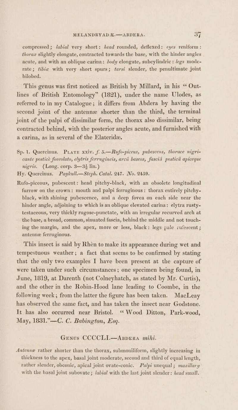 compressed ; labial very short: head rounded, deflexed: eyes reniform : thorax slightly elongate, contracted towards the base, with the hinder angles acute, and with an oblique carina: body elongate, subcylindric : legs mode- rate; ¢ibie with very short spurs; ¢arst slender, the penultimate joint bilobed. This genus was first noticed as British by Millard, in his ‘ Out- lines of British Entomology” (1821), under the name Ulodes, as referred to in my Catalogue; it differs trom Abdera by having the second joint of the antennz shorter than the third, the terminal joint of the palpi of dissimilar form, the thorax also dissimilar, being contracted behind, with the posterior angles acute, and furnished with a carina, as in several of the Elateride. Sp. 1. Quercinus. Prate xxiv. f: 5.—Rufo-piceus, pubescens, thorace nigri- cante postice foveolato, elytris ferrugineis, arct baseos, fascia postica apiceque nigris. (Long. corp. 3—3% lin.) Hy. Quercinus. Paykull.—Steph. Catal. 247. No. 2459. Rufo-piceous, pubescent: head pitchy-black, with an obsolete longitudinal furrow on the crown: mouth and palpi ferruginous: thorax entirely pitchy- black, with shining pubescence, and a deep fovea on each side near the hinder angie, adjoining to which is an oblique elevated carina: elytra rusty- testaceous, very thickly rugose-punctate, with an irregular recurved arch at the base, a broad, common, sinuated fascia, behind the middle and not touch- ing the margin, and the apex, more or less, black: legs pale rufescent ; antenne ferruginous. This insect is said by Rhen to make its appearance during wet and tempestuous weather; a fact that seems to be confirmed by stating that the only two examples I have been present at the capture of were taken under such circumstances; one specimen being found, in June, 1819, at Darenth (not Colneyhatch, as stated by Mr. Curtis), and the other in the Robin-Hood lane leading to Coombe, in the following week; from the latter the figure has been taken. MacLeay has observed the same fact, and has taken the insect near Godstone. It has also occurred near Bristol. ‘* Wood Ditton, Park-wood, May, 1831.”—C. C. Babington, Esq. Genus CCCCLI.—Aspera mihi. Antenne rather shorter than the thorax, submoniliform, slightly increasing in thickness to the apex, basal joint moderate, second and third of equal length, rather slender, obconic, apical joint ovate-conic. Palpi unequal; mavillary with the basal joint subovate ; labial with the last joint slender: head small.