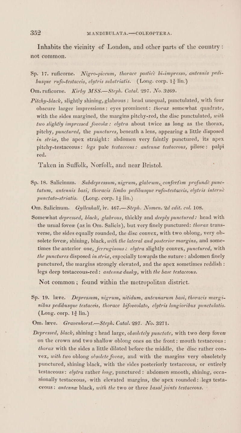 Inhabits the vicinity of London, and other parts of the country : not common. Sp. 17. ruficorne. Nigro-piceum, thorace postict bi-impresso, antennis pedi- busque rufo-testaceis, elytris substriatis. (ong. corp. 1% lin.) Om.ruficorne. Kirby MSS.—Steph. Catal. 297. No. 3269. Pitchy-black, slightly shining, glabrous: head unequal, punctulated, with four obscure larger impressions: eyes prominent: thorax somewhat quadrate, with the sides margined, the margins pitchy-red, the disc punctulated, with two slightly impressed foveole: elytra about twice as long as the thorax, pitchy, punctured, the punctures, beneath a lens, appearing a little disposed - ain strie, the apex straight: abdomen very faintly punctured, its apex pitchy-testaceous: legs pale testaceous: antenne testaceous, pilese: palpi red. Taken in Suffolk, Norfolk, and near Bristol. Sp. 18. Salicinum. Subdepressum, nigrum, glabrum,, confertim profundé punc- tatum, antenrnis basi, thoracis limbo pedibusque rufo-testaceis, elytris interne punctato-striatis. (Long. corp. 12 lin.) Om. Salicinum. Gyllenkall, iv. 467.—Steph. Nomen. 2d edit. col. 108. Somewhat depressed, black, glabrous, thickly and deeply punctured: head with the usual fovee (as in Om. Salicis), but very finely punctured: thoraz trans- verse, the sides equally rounded, the disc convex, with two oblong, very ob- solete fovex, shining, black, with the lateral and posterior margins, and some- times the anterior one, ferruginous: elytra slightly convex, punctured, with the punctures disposed in strie, especially towards the suture: abdomen finely punctured, the margins strongly elevated, and the apex sometimes reddish : legs deep testaceous-red: antenne dusky, with the base testaceous. Not common; found within the metropolitan district. Sp. 19. leve. Depressum, nigrum, nitidum, antennarum basi, thoracis margi- nibus pedibusque testaceis, thorace bifoveolato, elytris longioribus punctulatis. (Long. corp. 1$ lin.) Om. leve. Gravenhorst.—Steph. Catal. 297. No. 3271. Depressed, black, shining : head large, obsoletely punctate, with two deep fover on the crown and two shallow oblong ones on the front: mouth testaceous : thorax with the sides a little dilated before the middle, the disc rather con- vex, with two oblong obsolete fovee, and with the margins very obsoletely punctured, shining black, with the sides posteriorly testaceous, or entirely testaceous: elytra rather long, punctured: abdomen smooth, shining, occa- Sionally testaceous, with elevated margins, the apex rounded: legs testa- ceous: antenne black, with the two or three basal joints testaceous. {