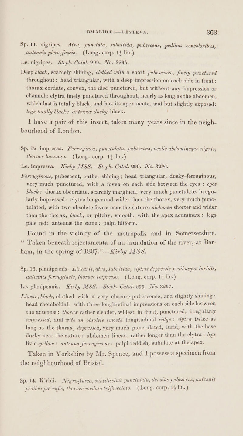 Sp. 11. nigripes. Atra, punctata, subnitida, pubescens, pedibus concoloribus, antennis piceo-fuscis. (Long. corp. 14 lin.) Le. nigripes. Steph. Catal. 299. No. 3295. Deep black, scarcely shining, clothed with a short pubescence, finely punctured throughout: head triangular, with a deep impression on each side in front: thorax cordate, convex, the disc punctured, but without any impression or channel : elytra finely punctured throughout, nearly as long as the abdomen, which last is totally black, and has its apex acute, aud but slightly exposed: legs totally black: antenne dusky-black. I have a pair of this insect, taken many years since in the neigh- bourhood of London. Sp. 12. impressa. Ferruginea, punctulata, pubescens, oculis abdomineque nigris, thorace lacunoso. (Long. corp. 14 lin.) Le. impressa. Kirby MSS.—Steph. Catal. 299. No. 3296. Ferruginous, pubescent, rather shining; head triangular, dusky-ferruginous, very much punctured, with a fovea on each side between the eyes : eyes black: thorax obcordate, scarcely margined, very much punctulate, irregu- larly impressed: elytra longer and wider than the thorax, very much punc- tulated, with two obsolete fovee near the suture: abdomen shorter and wider than the thorax, black, or pitchy, smooth, with the apex acuminate: legs pale red: antenne the same: palpi filiform. Found in the vicinity of the metropolis and in Somersetshire. ‘¢ Taken beneath rejectamenta of an inundation of the river, at Bar- ~ ham, in the spring of 1807.°-—Kirby MSS. Sp. 13. planipeinis. Linearis, atra, subnitida, elytris depressis pedibusque luridis, antennis ferrugineis, thorace impresso. (Long. corp. 13 lin.) Le. planipennis. Kirby MSS.—Steph. Catal. 299. No. 3297. Linear, black, clothed with a very obscure pubescence, and slightly shining : head rhomboidal; with three longitudinal impressions on each side between the antenne: thorax rather slender, widest in frout, punctured, irregularly impressed, and with an obsolete smooth longitudinal ridge: elytra twice as long as the thorax, depressed, very much punctulated, lurid, with the base dusky near the suture: abdomen linear, rather longer than the elytra: legs livid-yellow : antenne ferruginous: palpi reddish, subulate at the apex. Taken in Yorkshire by Mr. Spence, and I possess a specimen from the neighbourhood of Bristol. . oe = “ye Ones be SNS oe ) y ) Sp. 14. Kirbii. 1ero-fusca, subtilissime punctulata, densius pubescens, untennis : “7 a fy pedibusque rufis, thorace corduto trifoveolato. (Long. corp. 14 lin.)