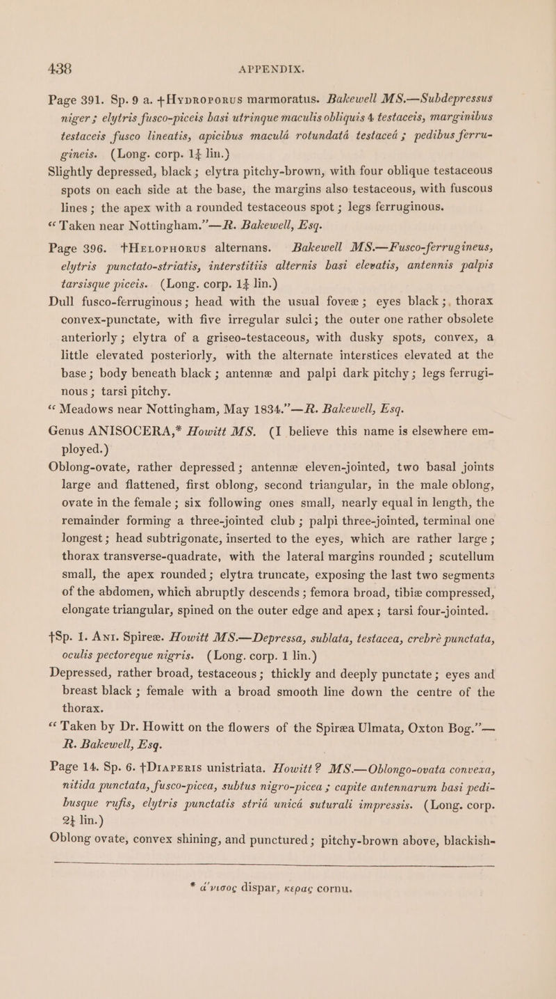 Page 391. Sp. 9 a. +Hyprororus marmoratus. Bakewell MS.—Subdepressus niger 3 elytris fusco-piceis basi utrinque maculis obliquis 4 testaceis, margintbus testaceis fusco lineatis, apicthus macula rotundata testaced ; pedibus ferru- gineis. (Long. corp. 14 lin.) Slightly depressed, black ; elytra pitchy-brown, with four oblique testaceous spots on each side at the base, the margins also testaceous, with fuscous lines ; the apex with a rounded testaceous spot ; legs ferruginous. «Taken near Nottingham.”—&amp;. Bakewell, Esq. Page 396. tHerornorus alternans. Bakewell MS.—Fusco-ferrugineus, elytris punctato-striatis, interstitiis alternis basi elewatis, antennis palpis tarsisque piceis. (Long. corp. 1} lin.) Dull fusco-ferruginous; head with the usual fovee; eyes black ;, thorax convex-punctate, with five irregular sulci; the outer one rather obsolete anteriorly ; elytra of a griseo-testaceous, with dusky spots, convex, a little elevated posteriorly, with the alternate interstices elevated at the base ; body beneath black ; antenne and palpi dark pitchy ; legs ferrugi- nous ; tarsi pitchy. ‘«« Meadows near Nottingham, May 1834.” —R. Bakewell, Esq. Genus ANISOCERA,* Howitt MS. (I believe this name is elsewhere em- ployed.) Oblong-ovate, rather depressed ; antenne eleven-jointed, two basal joints large and flattened, first oblong, second triangular, in the male oblong, ovate in the female ; six following ones small, nearly equal in length, the remainder forming a three-jointed club ; palpi three-jointed, terminal one longest ; head subtrigonate, inserted to the eyes, which are rather large ; thorax transverse-quadrate, with the lateral margins rounded ; scutellum small, the apex rounded; elytra truncate, exposing the last two segments of the abdomen, which abruptly descends ; femora broad, tibix compressed, elongate triangular, spined on the outer edge and apex ; tarsi four-jointed. Sp. 1. Ant. Spirer. Howitt MS.—Depressa, sublata, testacea, crebré punctata, oculis pectoreque nigris. (Long. corp. 1 lin.) Depressed, rather broad, testaceous; thickly and deeply punctate; eyes and breast black ; female with a broad smooth line down the centre of the thorax. ‘Taken by Dr. Howitt on the flowers of the Spirea Ulmata, Oxton Bog.” — R. Bakewell, Esq. Page 14. Sp. 6. {Drareris unistriata. Howitt ? MS.—Oblongo-ovata conveza, nitida punctata, fusco-picea, subtus nigro-picea ; capite antennarum basi pedi- busque rufis, elytris punctatis strié unicé suturali impressis. (Long. corp. 2} lin.) Oblong ovate, convex shining, and punctured ; pitchy-brown above, blackish- * a’vicog dispar, kepac cornu.