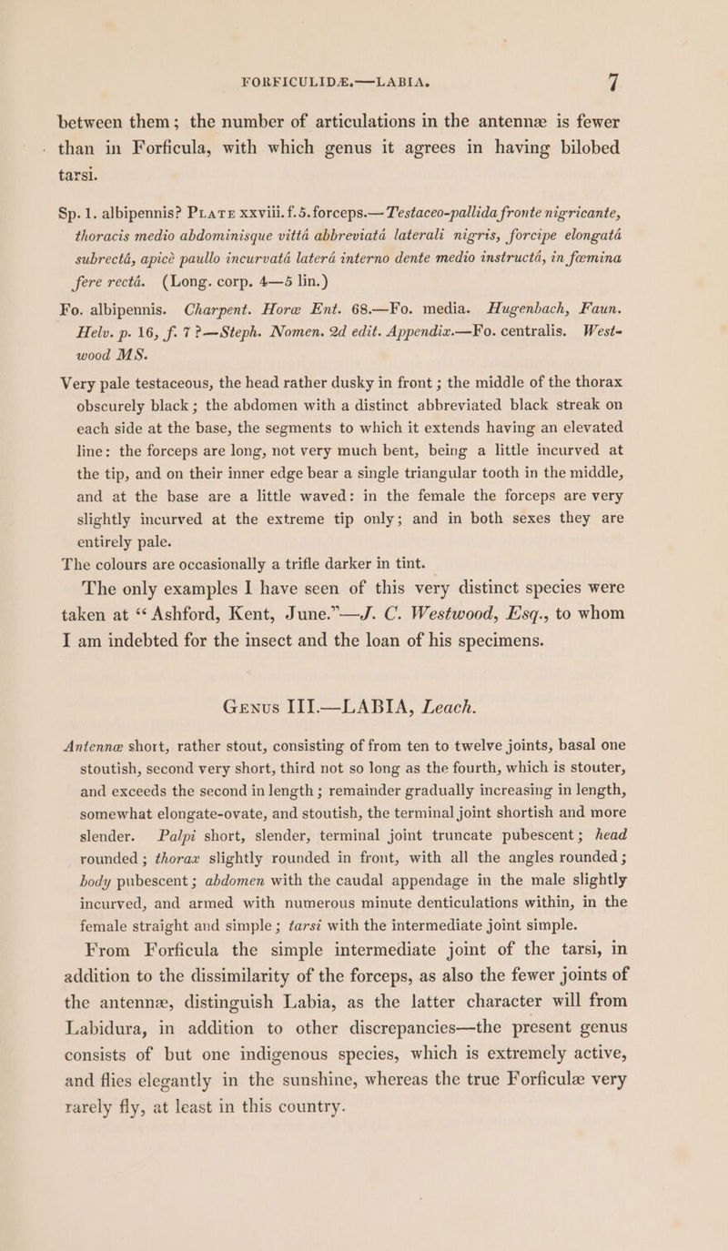 between them; the number of articulations in the antennze is fewer . than in Forficula, with which genus it agrees in having bilobed tarsi. Sp. 1. albipennis? PLate xxviii. f.5.forceps.— Testaceo-pallida fronte nigricante, thoracis medio abdominisque vitta abbreviata laterali nigris, forcipe elongata subrecta, apice paullo incurvata laterd interno dente medio instructd, in feemina fere recté. (Long. corp. 4—5 lin.) Fo. albipennis. Charpent. Hore Ent. 68.—Fo. media. Hugenbach, Faun. Helv. p. 16, f. 7? —Steph. Nomen. 2d edit. Appendiz.—Fo. centralis. West- wood MS. Very pale testaceous, the head rather dusky in front ; the middle of the thorax obscurely black ; the abdomen with a distinct abbreviated black streak on each side at the base, the segments to which it extends having an elevated line: the forceps are long, not very much bent, being a little imcurved at the tip, and on their inner edge bear a single triangular tooth in the middle, and at the base are a little waved: in the female the forceps are very slightly incurved at the extreme tip only; and in both sexes they are entirely pale. The colours are occasionally a trifle darker in tint. The only examples I have seen of this very distinct species were taken at ‘‘ Ashford, Kent, June.”—J. C. Westwood, Esq., to whom I am indebted for the insect and the loan of his specimens. Genus III.—LABIA, Leach. Antenne short, rather stout, consisting of from ten to twelve joints, basal one stoutish, second very short, third not so long as the fourth, which is stouter, and exceeds the second in length ; remainder gradually increasing in length, somewhat elongate-ovate, and stoutish, the terminal joint shortish and more slender. Palpz short, slender, terminal joint truncate pubescent; head rounded ; thorax slightly rounded in front, with all the angles rounded ; body pubescent ; abdomen with the caudal appendage in the male slightly incurved, and armed with numerous minute denticulations within, in the female straight and simple ; farsz with the intermediate joint simple. From Forficula the simple intermediate joint of the tarsi, in addition to the dissimilarity of the forceps, as also the fewer joints of the antenne, distinguish Labia, as the latter character will from Labidura, in addition to other discrepancies—the present genus consists of but one indigenous species, which is extremely active, and flies elegantly in the sunshine, whereas the true Forficule very rarely fly, at least in this country.