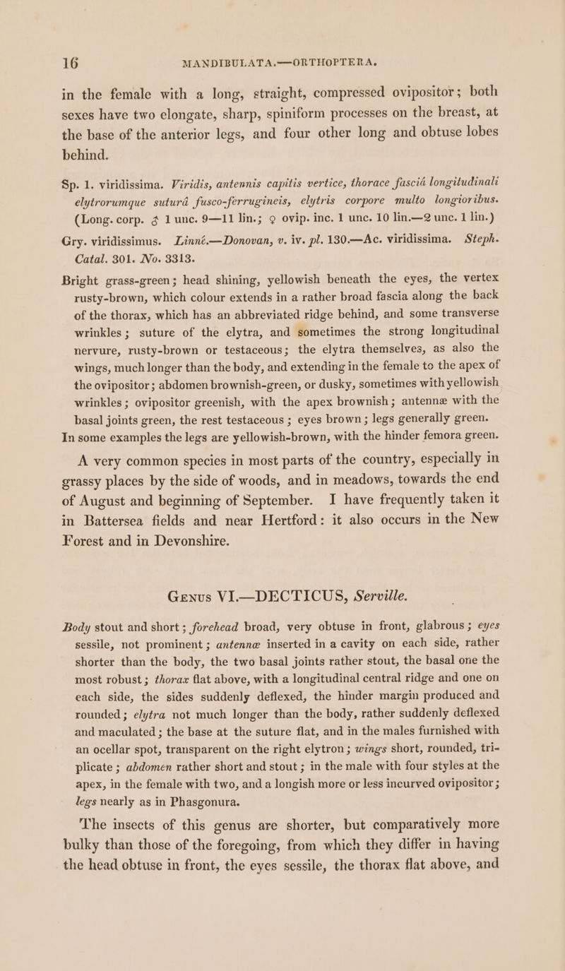 in the female with a long, straight, compressed ovipositor; both sexes have two elongate, sharp, spiniform processes on the breast, at the base of the anterior legs, and four other long and obtuse lobes behind. Sp. 1. viridissima. Viridis, antennis capitis vertice, thorace fascia longitudinal elytrorumque suturd fusco-ferrugineis, elytris corpore muito longioribus. (Long. corp. ¢ lunc. 9—11 lin.; 9 ovip. inc. 1 unc. 10 lin.—2 unc. 1 lin.) Gry. viridissimus. Linné.— Donovan, v. iv. pl. 130.—Ac. viridissima. Steph. Catal. 301. No. 3313. Bright grass-green; head shining, yellowish beneath the eyes, the vertex rusty-brown, which colour extends in a rather broad fascia along the back of the thorax, which has an abbreviated ridge behind, and some transverse wrinkles; suture of the elytra, and sometimes the strong longitudinal nervure, rusty-brown or testaceous; the elytra themselves, as also the wings, much longer than the body, and extending in the female to the apex of the ovipositor ; abdomen brownish-green, or dusky, sometimes with yellowish wrinkles ; ovipositor greenish, with the apex brownish; antenne with the basal joints green, the rest testaceous ; eyes brown; legs generally green. In some examples the legs are yellowish-brown, with the hinder femora green. A very common species in most parts of the country, especially in grassy places by the side of woods, and in meadows, towards the end of August and beginning of September. I have frequently taken it in Battersea fields and near Hertford: it also occurs in the New Forest and in Devonshire. Genus VI.—DECTICUS, Serville. Body stout and short ; forehead broad, very obtuse in front, glabrous ; eyes sessile, not prominent ; antenn@ inserted in a cavity on each side, rather shorter than the body, the two basal joints rather stout, the basal one the most robust; thorax flat above, with a longitudinal central ridge and one on each side, the sides suddenly deflexed, the hinder margin produced and rounded ; elytra not much longer than the body, rather suddenly deflexed and maculated ; the base at the suture flat, and in the males furnished with an ocellar spot, transparent on the right elytron ; wings short, rounded, tri- plicate ; abdomen rather short and stout ; in the male with four styles at the apex, in the female with two, anda longish more or less incurved ovipositor ; legs nearly as in Phasgonura. The insects of this genus are shorter, but comparatively more bulky than those of the foregoing, from which they differ in having the head obtuse in front, the eyes sessile, the thorax flat above, and