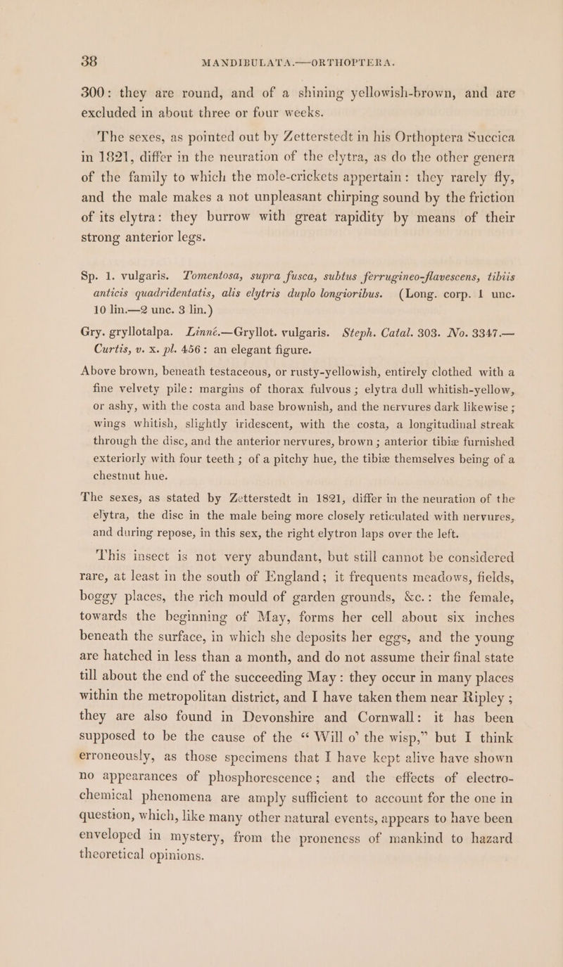 300: they are round, and of a shining yellowish-brown, and are excluded in about three or four weeks. The sexes, as pointed out by Zetterstedt in his Orthoptera Succica in 1821, differ in the neuration of the elytra, as do the other genera of the family to which the mole-crickets appertain: they rarely fly, and the male makes a not unpleasant chirping sound by the friction of its elytra: they burrow with great rapidity by means of their strong anterior legs. Sp. 1. vulgaris. Tomentosa, supra fusca, subtus ferrugineo-flavescens, tibiis anticis quadridentatis, alis elytris duplo longioribus. (Long. corp. 1 unc. 10 lin.—2 unc. 3 lin.) Gry. gryllotalpa. Linné.—Gryllot. vulgaris. Steph. Catal. 303. No. 3347.— Curtis, v. x. pl. 456: an elegant figure. Above brown, beneath testaceous, or rusty-yellowish, entirely clothed with a fine velvety pile: margins of thorax fulvous ; elytra dull whitish-yellow, or ashy, with the costa and base brownish, and the nervures dark likewise ; wings whitish, slightly iridescent, with the costa, a longitudinal streak through the disc, and the anterior nervures, brown ; anterior tibie furnished exteriorly with four teeth ; of a pitchy hue, the tibie themselves being of a chestnut hue. The sexes, as stated by Zetterstedt in 1821, differ in the neuration of the elytra, the disc in the male being more closely reticulated with nervures, and during repose, in this sex, the right elytron laps over the left. This insect is not very abundant, but still cannot be considered rare, at least in the south of Iingland; it frequents meadows, fields, boggy places, the rich mould of garden grounds, &amp;c.: the female, towards the beginning of May, forms her cell about six inches beneath the surface, in which she deposits her eggs, and the young are hatched in less than a month, and do not assume their final state till about the end of the succeeding May: they occur in many places within the metropolitan district, and I have taken them near Ripley ; they are also found in Devonshire and Cornwall: it has been supposed to be the cause of the “ Will o’ the wisp,” but I think erroneously, as those specimens that I have kept alive have shown no appearances of phosphorescence; and the effects of electro- chemical phenomena are amply sufficient to account for the one in question, which, like many other natural events, appears to have been enveloped in mystery, from the proneness of mankind to hazard theoretical opinions.