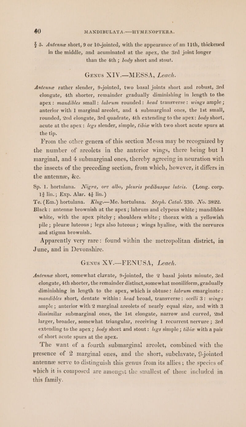 § 5. Antenne short, 9 or 10-jointed, with the appearance of an 11th, thickened in the middle, and acuminated at the apex, the 3rd joint longer than the 4th ; body short and stout. Genus XIV.—MESSA, Leach. Antenne rather slender, 9-jointed, two basal joints short and robust, 3rd elongate, 4th shorter, remainder gradually diminishing in length to the apex: mandibles small: labrum rounded: head transverse: wings ample ; anterior with 1 marginal areolet, and 4 submarginal ones, the Ist small, rounded, 2nd elongate, 3rd quadrate, 4th extending to the apex: body short, acute at the apex: legs slender, simple, t¢bie with two short acute spurs at the tip. From the other genera of this section Messa may be recognized by the number of areolets in the anterior wings, there being but 1 marginal, and 4 submarginal ones, thereby agreeing in neuration with the insects of the preceding section, from which, however, it differs in the antennee, &amp;c. Sp. 1. hortulana. Nigra, ore albo, pleuris pedibusque luteis. (Long. corp. 13 lin.; Exp. Alar. 44 lin.) Te. (Em.) hortulana. Klug.—Me. hortulana. Steph. Catal. 330. No. 3822. Black: antenne brownish at the apex; labrum and clypeus white ; mandibles white, with the apex pitchy ; shoulders white ; thorax with a yellowish pile ; pleure luteous ; legs also luteous ; wings hyaline, with the nervures and stigma brownish. Apparently very rare: found within the metropolitan district, in June, and in Devonshire. Genus XV.—FENUSA, Leach. Antenne short, somewhat clavate, 9-jointed, the 2 basal joints minute, 3rd elongate, 4th shorter, the remainder distinct, somewhat moniliform, gradually diminishing in length to the apex, which is obtuse: /abrum emarginate : mandibles short, dentate within: head broad, transverse: ocelli 3: wings ample; anterior with 2 marginal areolets of nearly equal size, and with 3 dissimilar submarginal ones, the Ist elongate, narrow and curved, 2nd larger, broader, somewhat triangular, receiving 1 recurrent nervure ; 3rd extending to the apex ; body short and stout: legs simple; ¢ibie with a pair of short acute spurs at the apex. The want of a fourth submarginai arcolet, combined with the presence of 2 marginal ones, and the short, subclavate, 9-jointed antenne serve to distinguish this genus from its allies; the species of which it is composed are amongst the smallest of those included in this family. 3