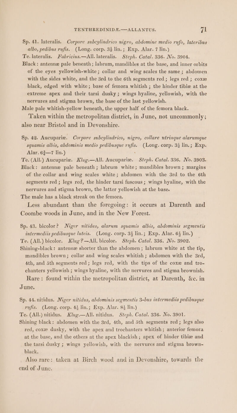 Sp. 41. lateralis. Corpore subcylindrico nigro, abdomine medio rufo, lateribus albo, pedibus rufis. (Long. corp. 33 lin.; Exp. Alar. 7 lin.) Te. lateralis. Fabricius. —All. lateralis. Steph. Catal. 336. No. 3904. Black: antenne pale beneath; labrum, mandibles at the base, and inner orbits of the eyes yellowish-white ; collar and wing scales the same ; abdomen with the sides white, and the 3rd to the 6th segments red; legs red ; cox black, edged with white; base of femora whitish ; the hinder tibie at the extreme apex and their tarsi dusky ; wings hyaline, yellowish, with the nervures and stigma brown, the base of the last yellowish. Male pale whitish-yellow beneath, the upper half of the femora black. Taken within the metropolitan district, in June, not uncommonly ; also near Bristol and in Devonshire. Sp. 42. Aucuparie. Corpore subcylindrico, nigro, collare utrinque alarumque squamis albis, abdominis medio pedibusque rufis. (Long. corp. 33 lin.; Exp. Alar. 63—7 lin.) Te. (All.) Aucuparie. Klug.—All. Aucupariz. Steph. Catal. 336. No. 3903. Black: antenne pale beneath; labrum white; mandibles brown; margins of the collar and wing scales white; abdomen with the 3rd to the 6th segments red ; legs red, the hinder tarsi fuscous ; wings hyaline, with the nervures and stigma brown, the latter yellowish at the base. The male has a black streak on the femora. Less abundant than the foregoing: it occurs at Darenth and Coombe woods in June, and in the New Forest. Sp. 43. bicolor? Niger nitidus, alarum squamis albis, abdominis segmentis intermediis pedibusque luteis. (Long. corp. 3$ lin.; Exp. Alar. 6% lin.) Te. (All.) bicolor. Klug ?—All. bicolor. Steph. Catal. 336. No. 3902. Shining-black: antenne shorter than the abdomen; labrum white at the tip, mandibles brown; collar and wing scales whitish ; abdomen with the 3rd, 4th, and 5th segments red; legs red, with the tips of the coxe and tro- chanters yellowish ; wings hyaline, with the nervures and stigma brownish. Rare: found within the metropolitan district, at Darenth, &amp;c. in June. Sp. 44. nitidus. Niger nitidus, abdominis segmentis 3-bus intermediis pedibusque rufis. (Long. corp. 43 lin.; Exp. Alar. 84 lin.) Te. (All) nitidus. Klug.—All. nitidus. Steph. Catal. 336. No. 3901. Shining black: abdomen with the 3rd, 4th, and 5th segments red ; legs also red, coxee dusky, with the apex and trochanters whitish; anterior femora at the base, and the others at the apex blackish ; apex of hinder tibize and the tarsi dusky ; wings yellowish, with the nervures and stigma brown- black. Also rare: taken at Birch wood and in Devonshire, towards the end of June.