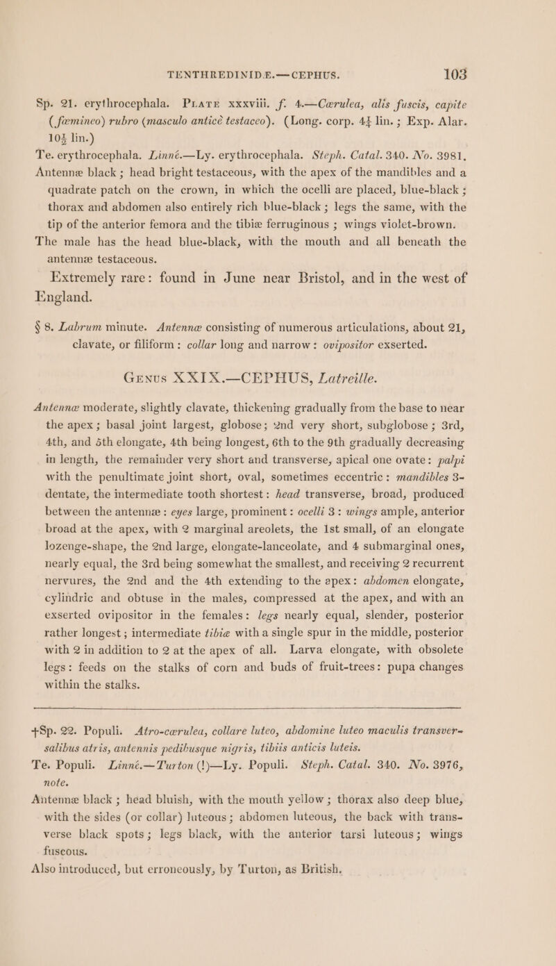 Sp. 21. erythrocephala. Prare xxxvili. f. 4.—Cerulea, alis fuscis, capite ( femineo) rubro (masculo anticé testaceo). (Long. corp. 44 lin. ; Exp. Alar. 103 lin.) Te. erythrocephala. Linné.—Ly. erythrocephala. Steph. Catal. 340. No. 3981, Antenne black ; head bright testaceous, with the apex of the mandibles and a quadrate patch on the crown, in which the ocelli are placed, blue-black ; thorax and abdomen also entirely rich blue-black ; legs the same, with the tip of the anterior femora and the tibie ferruginous ; wings violet-brown. The male has the head blue-black, with the mouth and all beneath the antennz testaceous. Extremely rare: found in June near Bristol, and in the west of England. § 8. Labrum minute. Antenne consisting of numerous articulations, about 21, clavate, or filiform: collar long and narrow: ovipositor exserted. Genus XXIX.—CEPHUS, Latreille. Antenne moderate, slightly clavate, thickening gradually from the base to near the apex ; basal joint largest, globose; 2nd very short, subglobose ; 3rd, 4th, and 5th elongate, 4th being longest, 6th to the 9th gradually decreasing in length, the remainder very short and transverse, apical one ovate: palpi with the penultimate joint short, oval, sometimes eccentric: mandibles 3~ dentate, the intermediate tooth shortest: head transverse, broad, produced between the antennz : eyes large, prominent : ocelli 3: wings ample, anterior broad at the apex, with 2 marginal areolets, the 1st small, of an elongate lozenge-shape, the 2nd large, elongate-lanceolate, and 4 submarginal ones, nearly equal, the 3rd being somewhat the smallest, and receiving 2 recurrent nervures, the 2nd and the 4th extending to the apex: abdomen elongate, cylindric and obtuse in the males, compressed at the apex, and with an exserted ovipositor in the females: legs nearly equal, slender, posterior rather longest ; intermediate ¢ibze with a single spur in the middle, posterior with 2 in addition to 2 at the apex of all. Larva elongate, with obsolete legs: feeds on the stalks of corn and buds of fruit-trees: pupa changes within the stalks. +Sp. 22. Populi. Atro-cerulea, collare luteo, abdomine luteo maculis transver= salibus atris, antennis pedibusque nigris, tibiis anticis lutecs. Te. Populi. Linné.—Turton (!)—Ly. Populi. Steph. Catal. 340. No. 3976, note. Antenne black ; head bluish, with the mouth yeilow ; thorax also deep blue, with the sides (or collar) Juteous; abdomen luteous, the back with trans~ verse black spots; legs black, with the anterior tarsi luteous; wings fuscous. Also introduced, but erroneously, by Turton, as British.