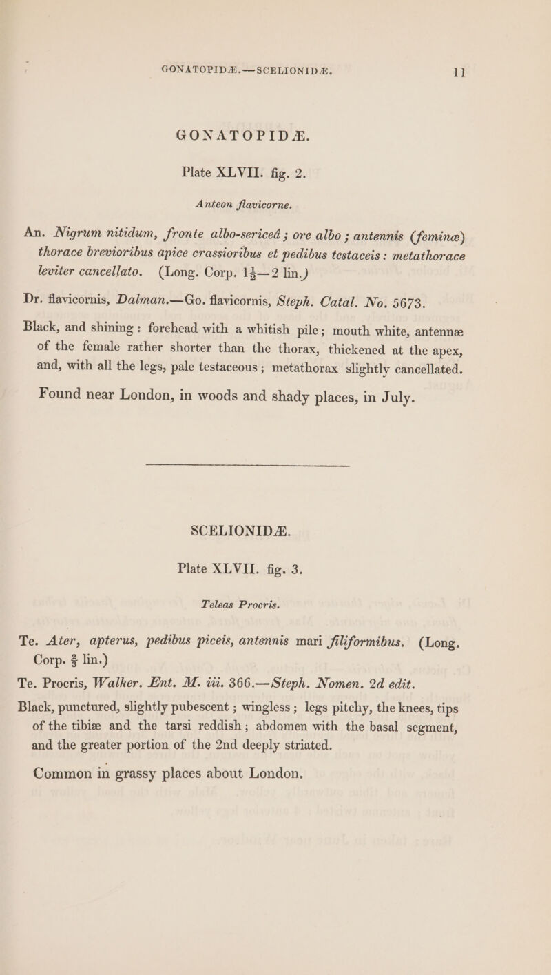 GONATOPIDE. Plate XLVII. fig. 2. Anteon flavicorne. An. Nigrum nitidum, fronte albo-sericed ; ore albo ; antennis (femine) thorace brevioribus apice crassioribus et pedibus testaceis : metathorace leviter cancellato. (Long. Corp. 13—2 lin.) Dr. flavicornis, Dalman.—Go. flavicornis, Steph. Catal. No. 5673. Black, and shining: forehead with a whitish pile; mouth white, antennee of the female rather shorter than the thorax, thickened at the apex, and, with all the legs, pale testaceous ; metathorax slightly cancellated. Found near London, in woods and shady places, in July. SCELIONID. Plate XLVII. fig. 3. Teleas Procris. Te. Ater, apterus, pedibus piceis, antennis mari Jiliformibus. (Long. Corp. 2 lin.) Te. Procris, Walker. Ent. M. ii. 366.—Steph. Nomen. 2d edit. Black, punctured, slightly pubescent ; wingless ; legs pitchy, the knees, tips of the tibiz and the tarsi reddish; abdomen with the basal segment, and the greater portion of the 2nd deeply striated. Common in grassy places about London.