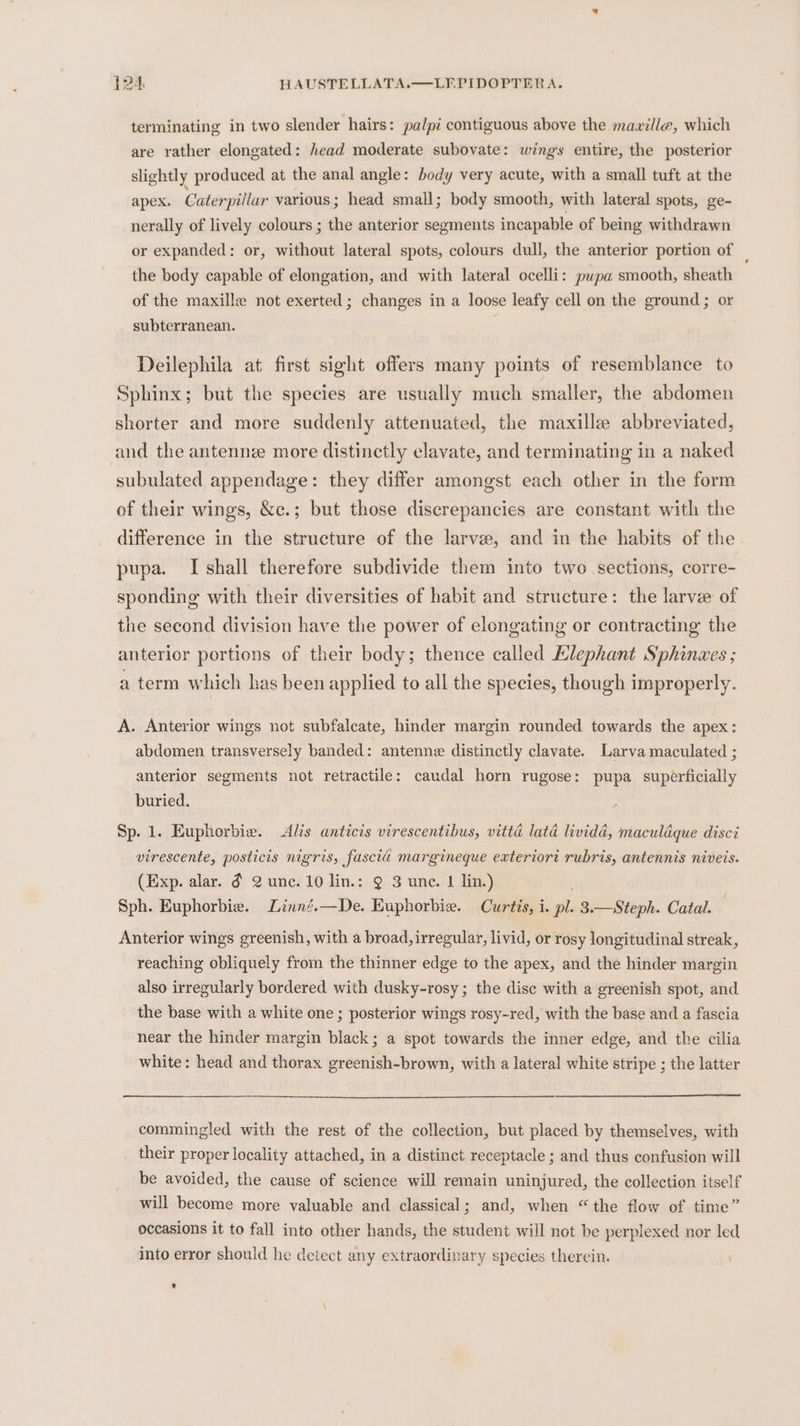 terminating in two slender hairs: palpi contiguous above the mawille, which are rather elongated: head moderate subovate: wings entire, the posterior slightly produced at the anal angle: body very acute, with a small tuft at the apex. Caterpillar various; head small; body smooth, with lateral spots, ge- nerally of lively colours ; the anterior segments incapable of being withdrawn or expanded: or, without lateral spots, colours dull, the anterior portion of _ the body capable of elongation, and with lateral ocelli: pupa smooth, sheath of the maxille not exerted; changes in a loose leafy cell on the ground ; or subterranean. Deilephila at first sight offers many points of resemblance to Sphinx; but the species are usually much smaller, the abdomen shorter and more suddenly attenuated, the maxille abbreviated, and the antenne more distinctly clavate, and terminating in a naked subulated appendage: they differ amongst each other in the form of their wings, &amp;c.; but those discrepancies are constant with the difference in the structure of the larve, and in the habits of the. pupa. I shall therefore subdivide them into two sections, corre- sponding with their diversities of habit and structure: the larvee of the second division have the power of elongating or contracting the anterior portions of their body; thence called Elephant Sphinaes ; a term which has been applied to all the species, though improperly. A. Anterior wings not subfalcate, hinder margin rounded towards the apex: abdomen transversely banded: antenne distinctly clavate. Larva maculated ; anterior segments not retractile: caudal horn rugose: pupa superficially buried. Sp. 1. Euphorbie. Alis anticis virescentibus, vitta lata lividd, maculdque disci virescente, posticis nigris, fascid margineque exteriori rubris, antennis niveis. (Exp. alar. d 2 unc. 10 lin.: @ 3 une. 1 lin.) Sph. Euphorbie. Linn?.—De. Kuphorbie. Curtis, i. pl. 3.—Steph. Catal. Anterior wings greenish, with a broad, irregular, livid, or rosy longitudinal streak, reaching obliquely from the thinner edge to the apex, and the hinder margin also irregularly bordered with dusky-rosy; the disc with a greenish spot, and the base with a white one ; posterior wings rosy-red, with the base and a fascia near the hinder margin black; a spot towards the inner edge, and the cilia white: head and thorax greenish-brown, with a lateral white stripe ; the latter commingled with the rest of the collection, but placed by themselves, with _ their proper locality attached, in a distinct receptacle ; and thus confusion will be avoided, the cause of science will remain uninjured, the collection itself will become more valuable and classical; and, when “the flow of time” occasions it to fall into other hands, the student will not be perplexed nor led into error should he detect any extraordinary species therein.