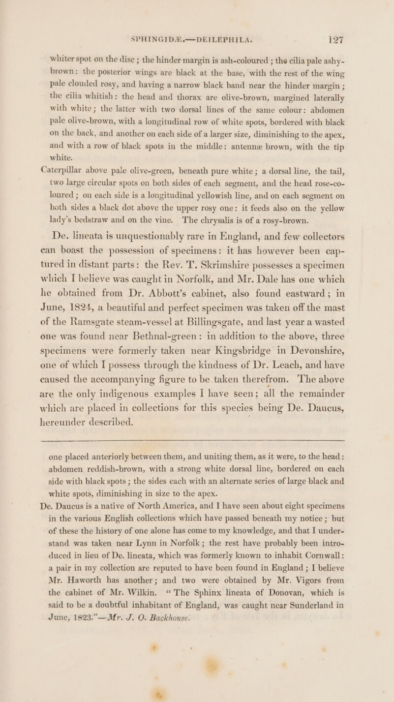 whiter spot on the disc ; the hinder margin is ash-coloured ; the cilia pale ashy- brown: the posterior wings are black at the base, with the rest of the wing pale clouded rosy, and having a narrow black band near the hinder margin ; the cilia whitish: the head and thorax are olive-brown, margined laterally with white ; the latter with two dorsal lines of the same colour: abdomen pale olive-brown, with a longitudinal row of white spots, bordered with black on the back, and another on each side of a larger size, diminishing to the apex, and with a row of black spots in the middle: antenne brown, with the tip white. Caterpillar above pale olive-green, beneath pure white ; a dorsal line, the tail, two large circular spots on both sides of each segment, and the head rose-co- loured ; on each side is a longitudinal yellowish line, and on each segment on both sides a black dot above the upper rosy one: it feeds also on the yellow lady's bedstraw and on the vine. The chrysalis is of a rosy-brown. De. Imeata is unquestionably rare in England, and few collectors can boast the possession of specimens: it has however been cap- tured in distant parts: the Rev. T. Skrimshire possesses a specimen which I believe was caught in Norfolk, and Mr. Dale has one which he obtained from Dr. Abbott’s cabinet, also found eastward; in June, 1824, a beautiful and perfect specimen was taken off the mast of the Ramsgate steam-vessel at Billingsgate, and last year a wasted one was found near Bethnal-green: in addition to the above, three specimens were formerly taken near Kingsbridge in Devonshire, one of which I possess through the kindness of Dr. Leach, and have caused the accompanying figure to be taken therefrom. ‘The above are the only indigenous examples I have seen; all the remainder which are placed in collections for this species being De. Daucus, hereunder described. . one placed anteriorly between them, and uniting them, as it were, to the head: abdomen reddish-brown, with a strong white dorsal line, bordered on each side with black spots ; the sides each with an alternate series of large black and white spots, diminishing in size to the apex. De. Daucus is a native of North America, and I have seen about eight specimens in the various English collections which have passed beneath my notice ; but of these the history of one alone has come to my knowledge, and that I under- stand was taken near Lynn in Norfolk; the rest have probably been intro- duced in lieu of De. lineata, which was formerly known to inhabit Cornwall: a pair in my collection are reputed to have been found in England ; I believe Mr. Haworth has another; and two were obtained by Mr. Vigors from the cabinet of Mr. Wilkin. “The Sphinx lineata of Donovan, which is said to be a doubtful inhabitant of England, was caught near Sunderland in June, 1823.”—Mr. J. O. Backhouse.