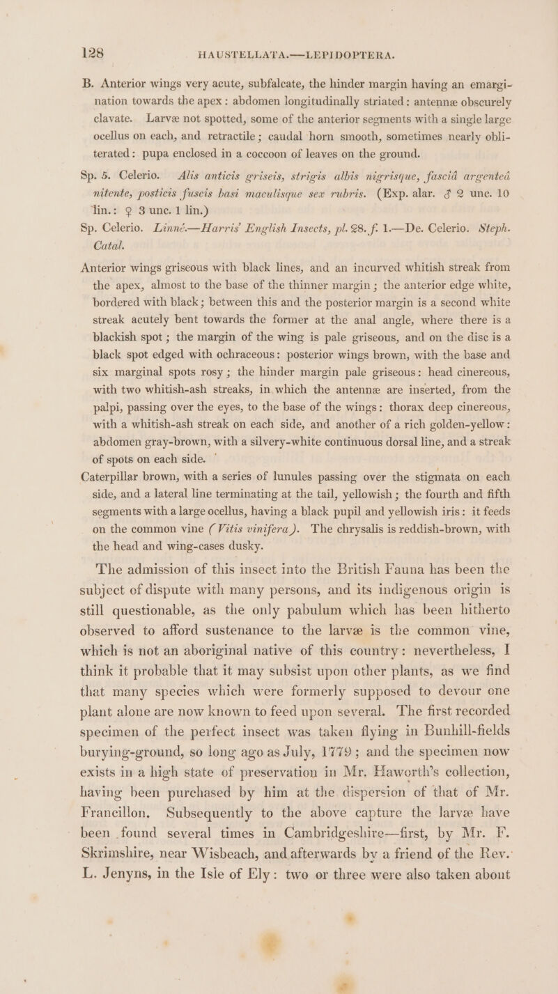 B. Anterior wings very acute, subfalcate, the hinder margin having an emargi- nation towards the apex : abdomen longitudinally striated : antenne obscurely clavate. Larve not spotted, some of the anterior segments with a single large ocellus on each, and retractile ; caudal horn smooth, sometimes nearly obli- terated: pupa enclosed in a coccoon of leaves on the ground. Sp. 5. Celerio. &lt;Alis anticis griseis, strigis albis nigrisque, fascia argented nitente, posticis fuscis basi maculisque sex rubris. (Exp. alar. 3 2 une. 10 lin.: 2 3 unc. 1 lin.) Sp. Celerio. Linné.—Harris English Insects, pl. 28. f: 1—De. Celerio. Steph. Catal. } Anterior wings griseous with black lines, and an incurved whitish streak from the apex, almost to the base of the thinner margin ; the anterior edge white, bordered with black ; between this and the posterior margin is a second white streak acutely bent towards the former at the anal angle, where there is a blackish spot ; the margin of the wing is pale griseous, and on the disc is a black spot edged with ochraceous: posterior wings brown, with the base and six marginal spots rosy ; the hinder margin pale griseous: head cinereous, with two whitish-ash streaks, in.which the antenne are inserted, from the palpi, passing over the eyes, to the base of the wings: thorax deep cinereous, with a whitish-ash streak on each side, and another of a rich golden-yellow: abdomen gray-brown, with a silvery-white continuous dorsal line, and a streak of spots on each side. ¢ Caterpillar brown, with a series of lunules passing over the stigmata on each side, and a lateral line terminating at the tail, yellowish ; the fourth and fifth segments with a large ocellus, having a black pupil and yellowish iris: it feeds on the common vine ( Vitis vinifera). The chrysalis is reddish-brown, with the head and wing-cases dusky. The admission of this insect into the British Fauna has been the subject of dispute with many persons, and its indigenous origin 1s still questionable, as the only pabulum which has been hitherto observed to afford sustenance to the larve is the common vine, which is not an aboriginal native of this country: nevertheless, | think it probable that it may subsist upon other plants, as we find that many species which were formerly supposed to devour one plant alone are now known to feed upon several. The first recorded specimen of the perfect insect was taken flying in Bunhill-fields burying-ground, so long ago as July, 1779; and the specimen now exists in a high state of preservation in Mr. Haworth’s collection, having been purchased by him at the. dispersion of that of Mr. Francillon, Subsequently to the above capture the larve have been found several times in Cambridgeshire—first, by Mr. F. Skrimshire, near Wisbeach, and afterwards bv a friend of the Rey. L. Jenyns, in the Isie of Ely: two or three were also taken about e