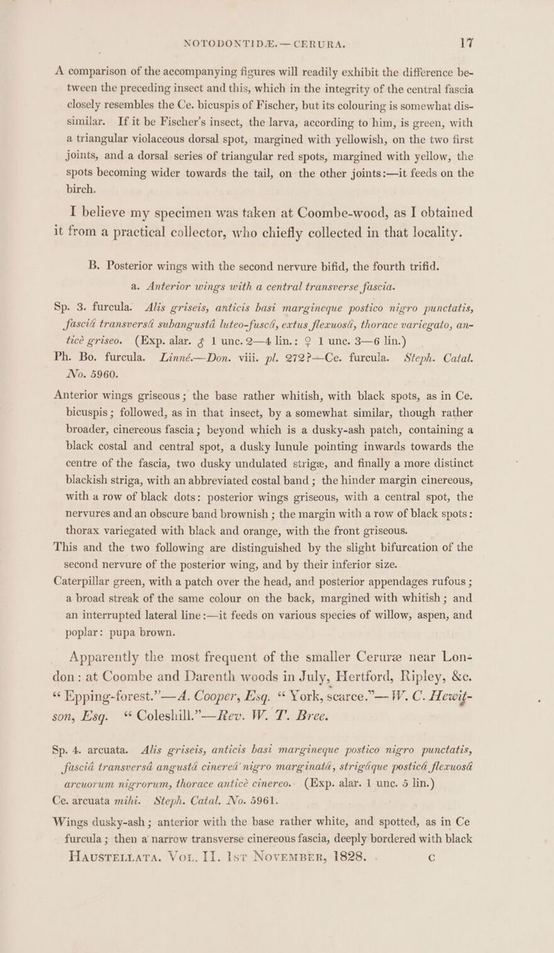 A comparison of the accompanying figures will readily exhibit the difference be- tween the preceding insect and this, which in the integrity of the central fascia closely resembles the Ce. bicuspis of Fischer, but its colouring is somewhat dis- similar. If it be Fischer’s insect, the larva, according to him, is green, with a triangular violaceous dorsal spot, margined with yellowish, on the two first joints, and a dorsal series of triangular red spots, margined with yellow, the spots becoming wider towards the tail, on the other joints:—it feeds on the birch, I believe my specimen was taken at Coombe-wocd, as I obtained it from a practical collector, who chiefly collected in that locality. B. Posterior wings with the second nervure bifid, the fourth trifid. a. Anterior wings with a central transverse fascia. Sp. 3. furcula. Alis griseis, anticis basi margineque postico nigro punctatis, fascia transversa subangustd luteo-fuscd, extus flecuosa, thorace variegato, an- tice griseo. (Exp. alar. ¢ 1 unc. 2—4 lin.: 2 1 unc. 3—6 lin.) Ph. Bo. furcula. Linné.—Don. viii. pl. 272?—Ce. furcula. Steph. Catal. No. 5960. Anterior wings griseous; the base rather whitish, with black spots, as in Ce. bicuspis ; followed, as in that insect, by a somewhat similar, though rather broader, cinereous fascia ; beyond which is a dusky-ash patch, containing a black costal and central spot, a dusky lunule pointing inwards towards the centre of the fascia, two dusky undulated strige, and finally a more distinct blackish striga, with an abbreviated costal band ; the hinder margin cinereous, with a row of black dots: posterior wings griseous, with a central spot, the nervures and an obscure band brownish ; the margin with a row of black spots: thorax variegated with black and orange, with the front griseous. This and the two following are distinguished by the slight bifurcation of the second nervure of the posterior wing, and by their inferior size. Caterpillar green, with a patch over the head, and posterior appendages rufous ; a broad streak of the same colour on the back, margined with whitish ; and an interrupted lateral line :—it feeds on various species of willow, aspen, and poplar: pupa brown. Apparently the most frequent of the smaller Ceruree near Lon- don: at Coombe and Darenth woods in July, Hertford, Ripley, &amp;c. “‘ Epping-forest.”— A. Cooper, Esq. “ York, scarce.”—W. C. Hewi{- son, Esg. * Coleshill.”—Rev. W. T. Bree. Sp. 4. arcuata. Alis griseis, anticis bast margineque postico nigro punctatis, fascia transversd angustd cinered' nigro marginaté, strigdque posticd flexuosi arcuorum nigrorum, thorace anticé cinereo.. (Exp. alar. 1 une. 5 lin.) Ce. arcuata mihi. Steph. Catal. No. 5961. Wings dusky-ash ; anterior with the base rather white, and spotted, as in Ce furcula ; then a narrow transverse cinereous fascia, deeply bordered with black Haustretziata. Vou. Il. lst NovEMBER, 1828. . e