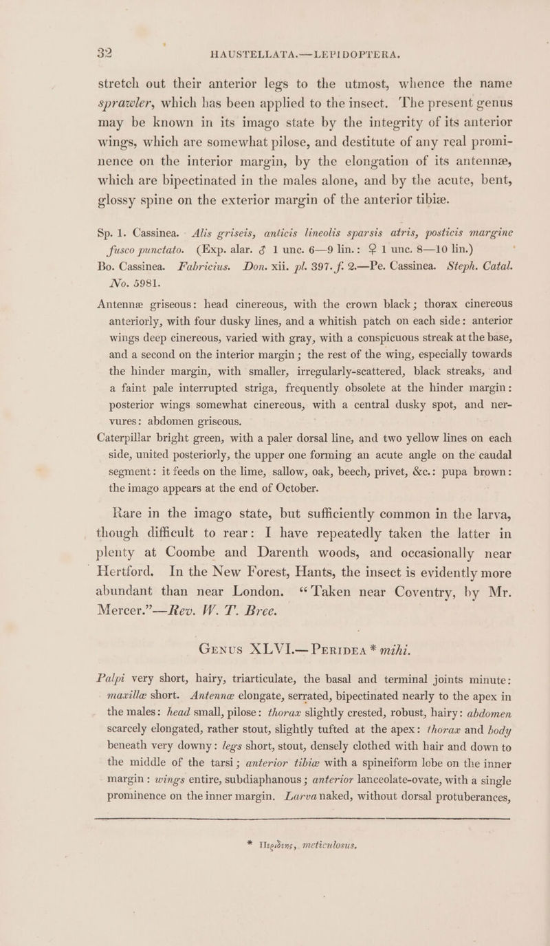 stretch out their anterior legs to the utmost, whence the name sprawler, which has been applied to the insect. ‘The present genus may be known in its imago state by the integrity of its anterior wings, which are somewhat pilose, and destitute of any real promi- nence on the interior margin, by the elongation of its antenne, which are bipectinated in the males alone, and by the acute, bent, glossy spine on the exterior margin of the anterior tibiz. Sp. 1. Cassinea. - Alis griseis, anticis lineolis sparsis atris, posticis margine fusco punctato. (Exp. alar. g 1 unc. 6—9 lin.: 2 1 une. 8—10 lin.) Bo. Cassinea. Fabricius. Don. xii. pl. 397. f- 2.—Pe. Cassinea. Steph. Catal. No. 5981. Antenne griseous: head cinereous, with the crown black; thorax cinereous anteriorly, with four dusky lines, and a whitish patch on each side: anterior wings deep cinereous, varied with gray, with a conspicuous streak at the base, and a second on the interior margin ; the rest of the wing, especially towards the hinder margin, with smaller, irregularly-scattered, black streaks, and a faint pale interrupted striga, frequently obsolete at the hinder margin: posterior wings somewhat cinereous, with a central dusky spot, and ner- vures: abdomen griseous. Caterpillar bright green, with a paler dorsal line, and two yellow lines on each side, united posteriorly, the upper one forming an acute angle on the caudal segment: it feeds on the lime, sallow, oak, beech, privet, &amp;c.: pupa brown: the imago appears at the end of October. Rare in the imago state, but sufficiently common in the larva, though difficult to rear: I have repeatedly taken the latter in plenty at Coombe and Darenth woods, and occasionally near Hertford. In the New Forest, Hants, the insect is evidently more abundant than near London. “Taken near Ceventry, by Mr. Mercer.”—Rev. W. T. Bree. ce XLVI.— Peripea * mihi. Palpi very short, hairy, triarticulate, the basal and terminal joints minute: masxille short. Antenne elongate, serrated, bipectinated nearly to the apex in the males: head small, pilose: thoraa slightly crested, robust, hairy: abdomen scarcely elongated, rather stout, slightly tufted at the apex: thorax and body beneath very downy: /egs short, stout, densely clothed with hair and down to the middle of the tarsi; anterior tibie with a spineiform lobe on the inner margin: wings entire, subdiaphanous ; anterior lanceolate-ovate, with a single prominence on the inner margin. Larvanaked, without dorsal protuberances, * Tlegdens,. meticulosus,