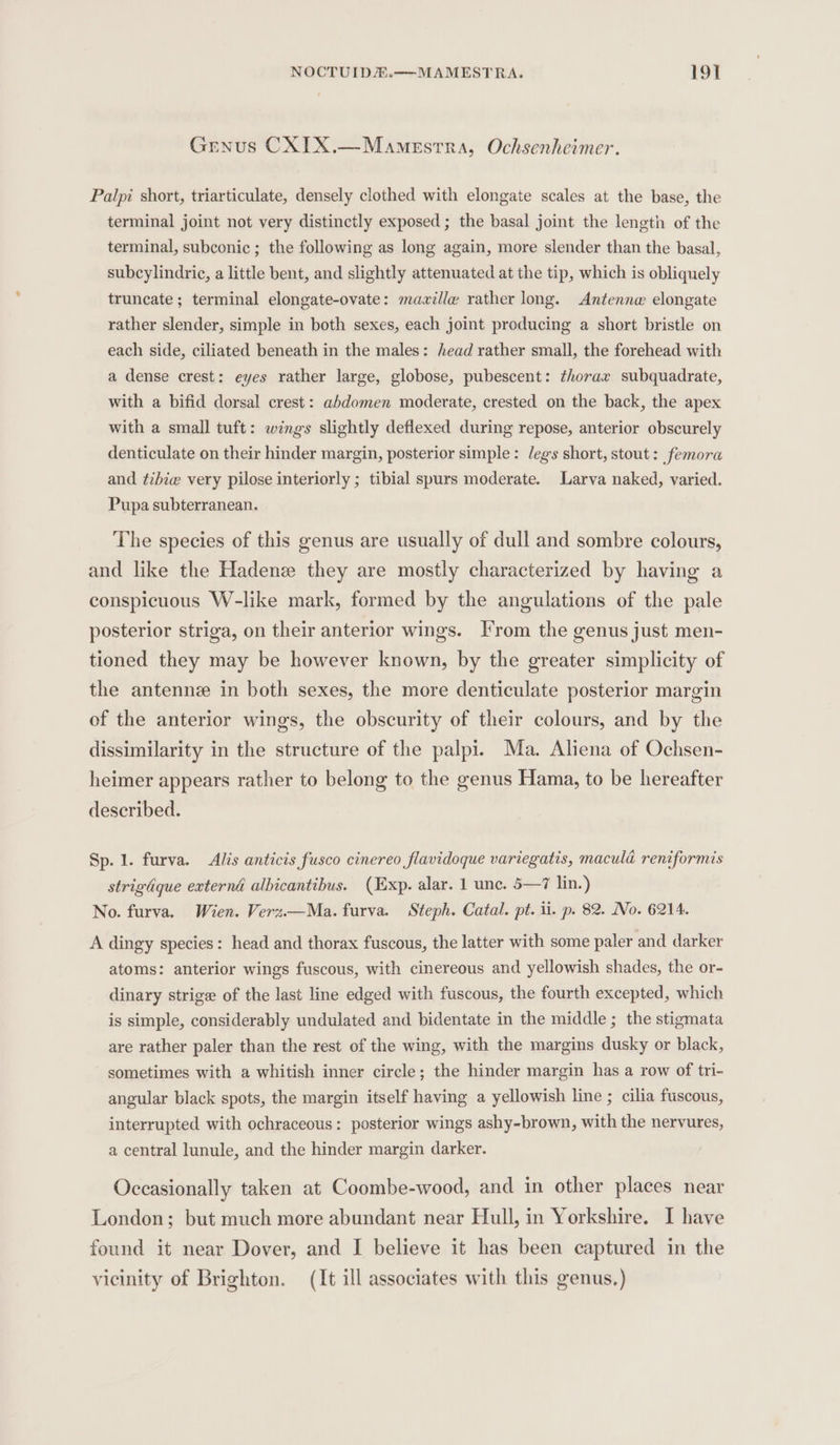 Genus CXIX.—Mamestra, Ochsenheimer. Palpi short, triarticulate, densely clothed with elongate scales at the base, the terminal joint not very distinctly exposed ; the basal joint the length of the terminal, subconic ; the following as long again, more slender than the basal, subcylindric, a little bent, and slightly attenuated at the tip, which is obliquely truncate ; terminal elongate-ovate: maville rather long. Antenne elongate rather slender, simple in both sexes, each joint producing a short bristle on each side, ciliated beneath in the males: head rather small, the forehead with a dense crest: eyes rather large, globose, pubescent: thorax subquadrate, with a bifid dorsal crest: abdomen moderate, crested on the back, the apex with a small tuft: wings slightly deflexed during repose, anterior obscurely denticulate on their hinder margin, posterior simple: /egs short, stout: femora and ¢ihiw very pilose interiorly ; tibial spurs moderate. Larva naked, varied. Pupa subterranean. The species of this genus are usually of dull and sombre colours, and like the Hadenz they are mostly characterized by having a conspicuous W-like mark, formed by the angulations of the pale posterior striga, on their anterior wings. From the genus just men- tioned they may be however known, by the greater simplicity of the antennz in both sexes, the more denticulate posterior margin of the anterior wings, the obscurity of their colours, and by the dissimilarity in the structure of the palpi. Ma. Aliena of Ochsen- heimer appears rather to belong to the genus Hama, to be hereafter described. Sp. 1. furva. Allis anticis fusco cinereo flavidoque variegatis, macula reniformis strigdque externa albicantibus. (Exp. alar. 1 unc. 5—7 lin.) No. furva. Wien. Verz.—Ma. furva. Steph. Catal. pt. ii. p. 82. No. 6214. A dingy species: head and thorax fuscous, the latter with some paler and darker atoms: anterior wings fuscous, with cinereous and yellowish shades, the or- dinary strige of the last line edged with fuscous, the fourth excepted, which is simple, considerably undulated and bidentate in the middle ; the stigmata are rather paler than the rest of the wing, with the margins dusky or black, sometimes with a whitish inner circle; the hinder margin has a row of tri- angular black spots, the margin itself having a yellowish line ; cilia fuscous, interrupted with ochraceous: posterior wings ashy-brown, with the nervures, a central lunule, and the hinder margin darker. Occasionally taken at Coombe-wood, and in other places near London; but much more abundant near Hull, in Yorkshire. I have found it near Dover, and I believe it has been captured in the vicinity of Brighton. (It ill associates with this genus.)