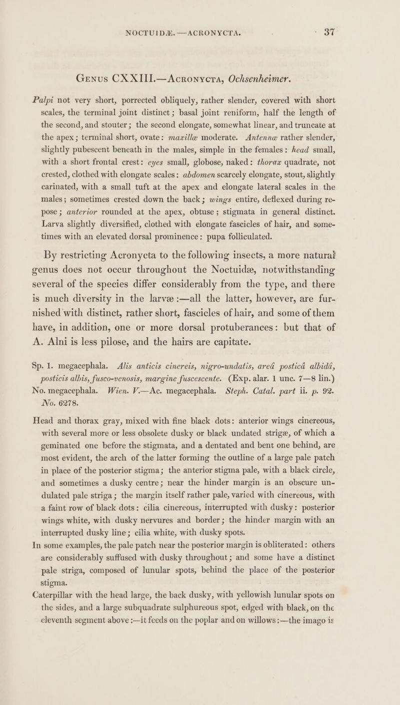 Genus CX XIII.—Acronycra, Ochsenheimer. Palpi not very short, porrected obliquely, rather slender, covered with short scales, the terminal joint distinct ; basal joint reniform, half the length of the second, and stouter; the second elongate, somewhat linear, and truncate at the apex ; terminal short, ovate: mawille moderate. Antenne rather slender, slightly pubescent beneath in the males, simple in the females: head small, with a short frontal crest: eyes small, globose, naked: thorax quadrate, not crested, clothed with elongate scales: abdomen scarcely elongate, stout, slightly carinated, with a small tuft at the apex and elongate lateral scales in the males; sometimes crested down the back; wings entire, deflexed during re- pose ; anterior rounded at the apex, obtuse; stigmata in general distinct. Larva slightly diversified, clothed with elongate fascicles of hair, and some- times with an elevated dorsal prominence: pupa folliculated. By restricting Acronycta to the following insects, a more natural genus does not occur throughout the Noctuide, notwithstanding several of the species differ considerably from the type, and there is much diversity in the larve :—all the latter, however, are fur- nished with distinct, rather short, fascicles of hair, and some of them have, in addition, one or more dorsal protuberances: but that of A. Alni is less pilose, and the hairs are capitate. Sp. 1. megacephala. Alis anticis cinereis, nigro-undatis, ared posticd albidé, posticis albis, fusco-venosis, margine fuscescente. (Exp. alar. 1 unc. 7—8 lin.) No. megacephala. Wien. V—Ac. megacephala. Steph. Catal. part ii. p. 92. No. 6278. Head and thorax gray, mixed with fine black dots: anterior wings cinereous, with several more or less obsolete dusky or black undated strige, of which a geminated one before the stigmata, and a dentated and bent one behind, are most evident, the arch of the latter forming the outline of a large pale patch in place of the posterior stigma; the anterior stigma pale, with a black circle, and sometimes a dusky centre; near the hinder margin is an obscure un- dulated pale striga; the margin itself rather pale, varied with cinereous, with a faint row of black dots: cilia cinereous, interrupted with dusky: posterior wings white, with dusky nervures and border; the hinder margin with an interrupted dusky line; cilia white, with dusky spots. In some examples, the pale patch near the posterior margin is obliterated: others are considerably suffused with dusky throughout ; and some have a distinct pale striga, composed of lunular spots, behind the place of the posterior stigma. Caterpillar with the head large, the back dusky, with yellowish lunular spots on the sides, and a large subquadrate sulphureous spot, edged with black, on the eleventh segment above :—it feeds on the poplar and on willows :—the imago is