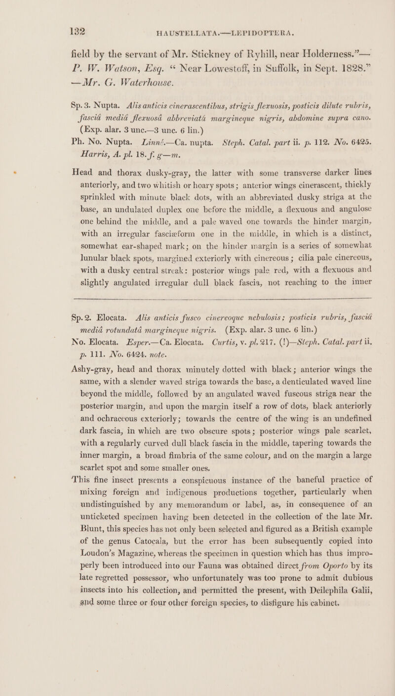 field by the servant of Mr. Stickney of Ryhill, near Holderness.”— P. W. Watson, Esq. “ Near Lowestoft, in Suffolk, in Sept. 1828.” —Mr. G. Waterhouse. Sp. 3. Nupta. Als anticis cinerascentibus, strigis flexuosis, posticis dilute rubris, fascia media fleruosi abbreviati margineque nigris, abdomine supra cano. (Exp. alar. 3 unc.—3 unc. 6 lin.) Ph. No. Nupta. Linné.—Ca. nupta. Steph. Catal. part il. p. 112. No. 6425. Harris, A. pl. 18. f- g—m. Head and thorax dusky-gray, the latter with some transverse darker lines anteriorly, and two whitish or hoary spots; anterior wings cinerascent, thickly sprinkled with minute black dots, with an abbreviated dusky striga at the base, an undulated duplex one before the middle, a flexuous and angulose one behind the middle, and a pale waved one towards the hinder margin, with an irregular fascieform one in the middle, in which is a distinct, somewhat ear-shaped mark; on the hinder margin is a series of somewhat lunular black spots, margined exteriorly with cinereous ; cilia pale cinereous, with a dusky central streak: posterior wings pale red, with a flexuous and slightly angulated irregular dull black fascia, not reaching to the inner Sp.2. Elocata. Alis anticis fusco cinereoque nebulosis; posticis rubris, fascia media rotundata margineque nigris. (Exp. alar. 3 unc. 6 lin.) No. Elocata. Esper.—Ca. Elocata. Curtis, v. pl. 217. (!)—Steph. Catal. part it. p» All. No. 6424. note. Ashy-gray, head and thorax minutely dotted with black; anterior wings the same, with a slender wayed striga towards the base, a denticulated waved line beyond the middle, followed by an angulated waved fuscous striga near the posterior margin, and upon the margin itself a row of dots, black anteriorly and ochraceous exteriorly; towards the centre of the wing is an undefined dark fascia, in which are two obscure spots; posterior wings pale scarlet, with a regularly curved dull black fascia in the middle, tapering towards the inner margin, a broad fimbria of the same colour, and on the margin a large scarlet spot and some smaller ones. This fine insect presents a conspicuous instance of the baneful practice of mixing foreign and indigenous productions together, particularly when undistinguished by any memorandum or label, as, in consequence of an unticketed specimen having been detected in the collection of the late Mr. Blunt, this species has not only been selected and figured as a British example of the genus Catocala, but the error has been subsequently copied into Loudon’s Magazine, whereas the specimen in question which has thus impro- perly been introduced into our Fauna was obtained direct from Oporto by its late regretted possessor, who unfortunately was too prone to admit dubious insects into his collection, and permitted the present, with Deilephila Galii, and some three or four other foreign species, to disfigure his cabinet.