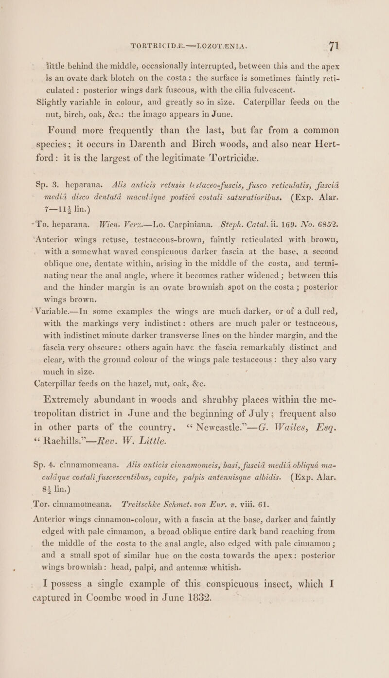 little behind the middle, occasionally interrupted, between this and the apex is an ovate dark blotch on the costa: the surface is sometimes faintly reti- culated: posterior wings dark fuscous, with the cilia fulvescent. Slightly variable in colour, and greatly so in size. Caterpillar feeds on the nut, birch, oak, &amp;c.: the imago appears in June. Found more frequently than the last, but far from a common species; it occurs in Darenth and Birch woods, and also near Hert- ford: it is the largest of the legitimate Tortricidee. Sp. 3. heparana. Alis anticis retusis testaceo-fuscis, fusco reticulatis, fascia media disco dentatd maculique postica costali saturatioribus. (Exp. Alar. 7—113 lin.) *To. heparana. Wien. Verz.—Lo. Carpiniana. Steph. Catal. ii. 169. No. 6852. ‘Anterior wings retuse, testaceous-brown, faintly reticulated with brown, with a somewhat waved conspicuous darker fascia at the base, a second oblique one, dentate within, arising in the middle of the costa, and termi- nating near the anal angle, where it becomes rather widened ; between this and the hinder margin is an ovate brownish spot on the costa; posterior wings brown. | Variable-—In some examples the wings are much darker, or of a dull red, with the markings very indistinct: others are much paler or testaceous, with indistinct minute darker transverse lines on the hinder margin, and the fascia very obscure: others again have the fascia remarkably distinct and clear, with the ground colour of the wings pale testaceous: they also vary much in size. Caterpillar feeds on the hazel, nut, oak, &amp;c. Iixtremely abundant in woods and shrubby places within the me- tropolitan district in June and the beginning of July; frequent also in other parts of the country. ‘‘ Newcastle.—G. Wailes, Esq. “ Raehills..-—Rev. W. Little. Sp. 4. cinnamomeana. Alis anticis cinnamomeis, basi, fuscia medida obliqué ma- culdque costali fuscescentibus, capite, palpis antennisque albidis. (Exp. Alar. 84 lin.) . Tor. cinnamomeana. T'reztschke Schmet.von Eur. v. vii. 61. Anterior wings cinnamon-colour, with a fascia at the base, darker and faintly edged with pale cinnamon, a broad oblique entire dark band reaching from the middle of the costa to the anal angle, also edged with pale cinnamon ; and a small spot of similar hue on the costa towards the apex: posterior wings brownish: head, palpi, and antenne whitish. I possess a single example of this conspicuous insect, which I captured in Coombe wood in June 1882.